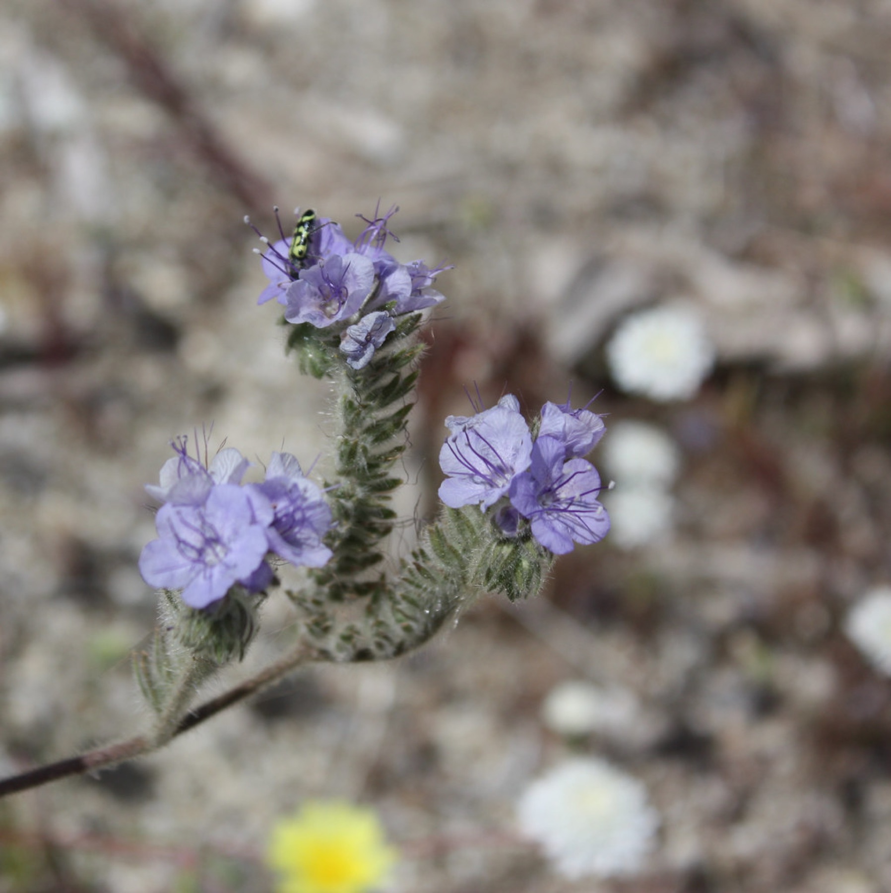Distant Phacelia — photo 22