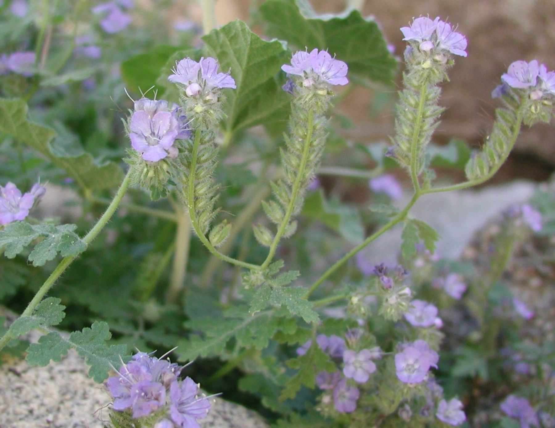 Distant Phacelia — photo 23