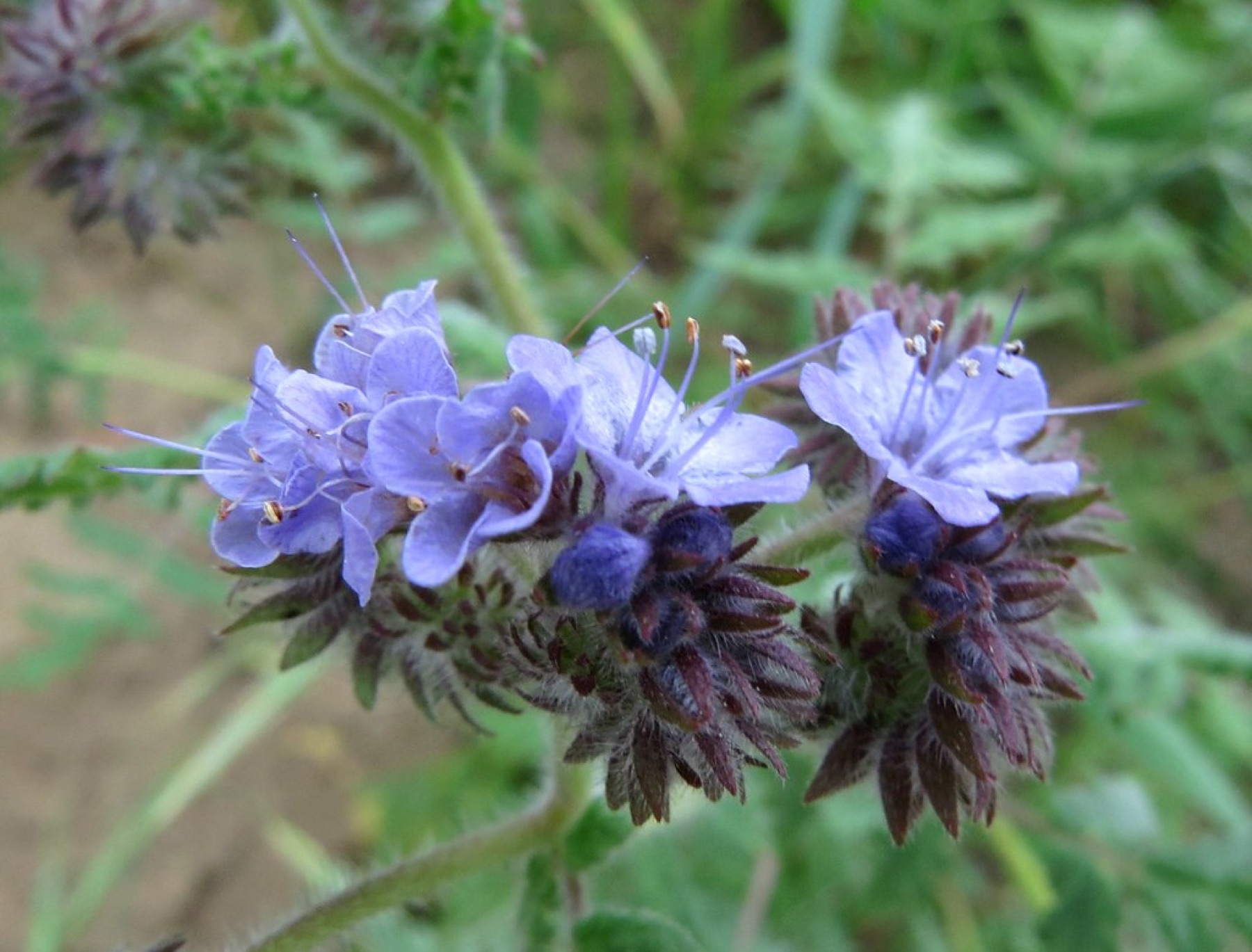 Distant Phacelia — photo 24