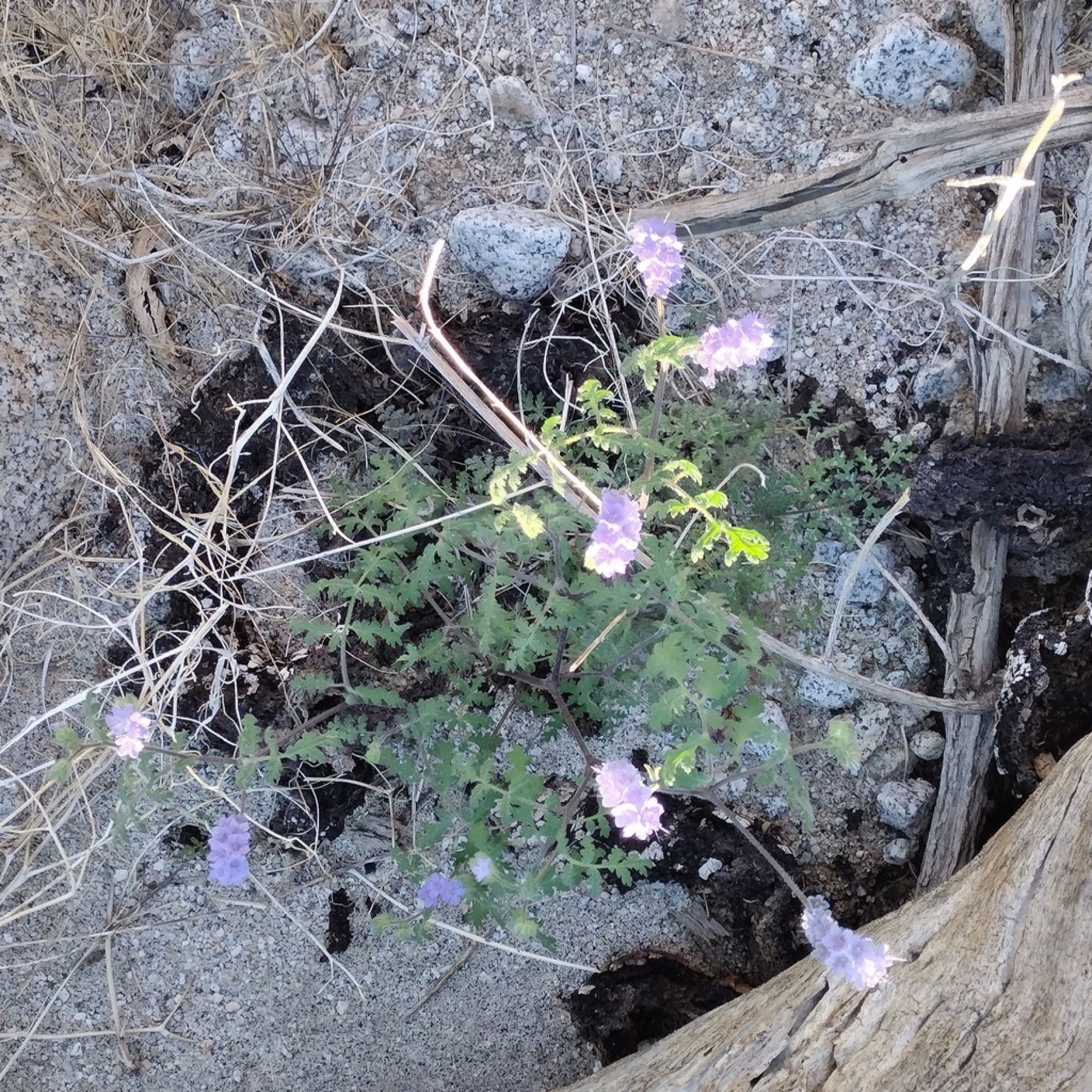 Distant Phacelia