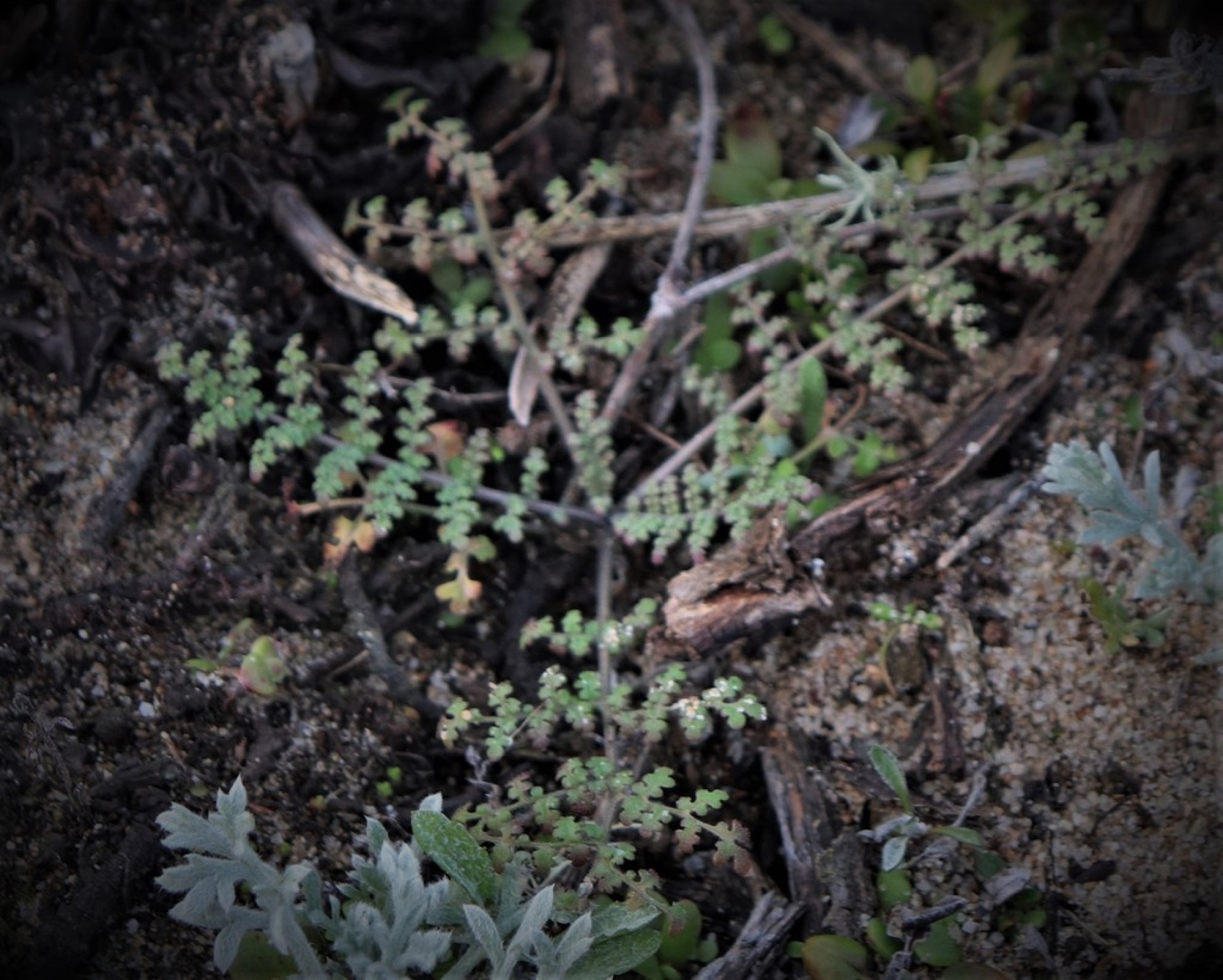Distant Phacelia — photo 2