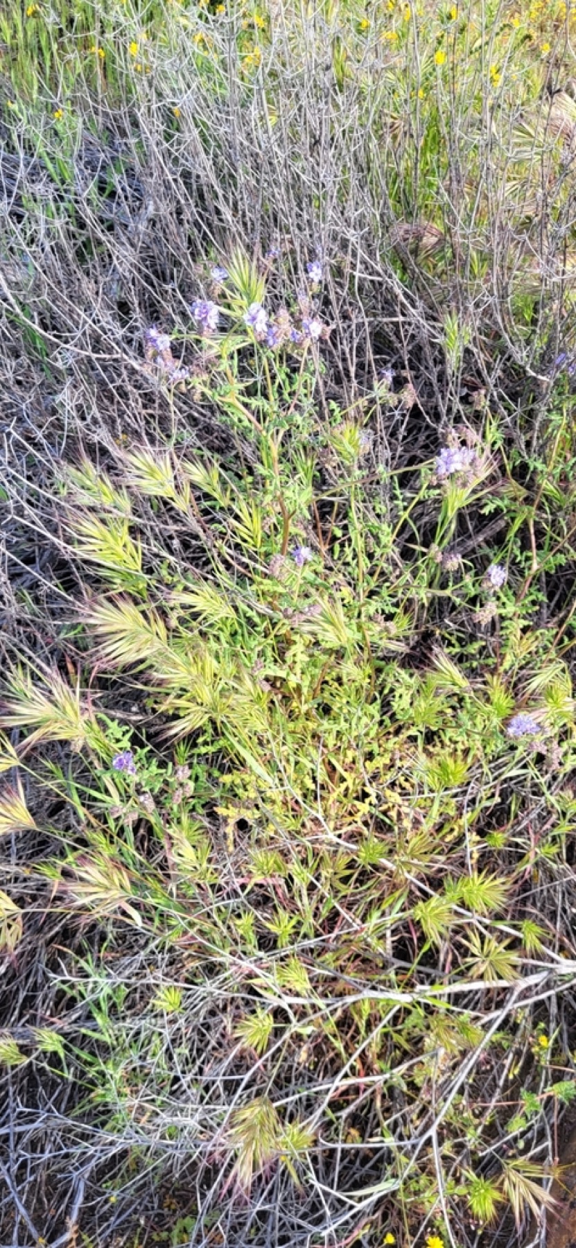 Distant Phacelia — photo 3