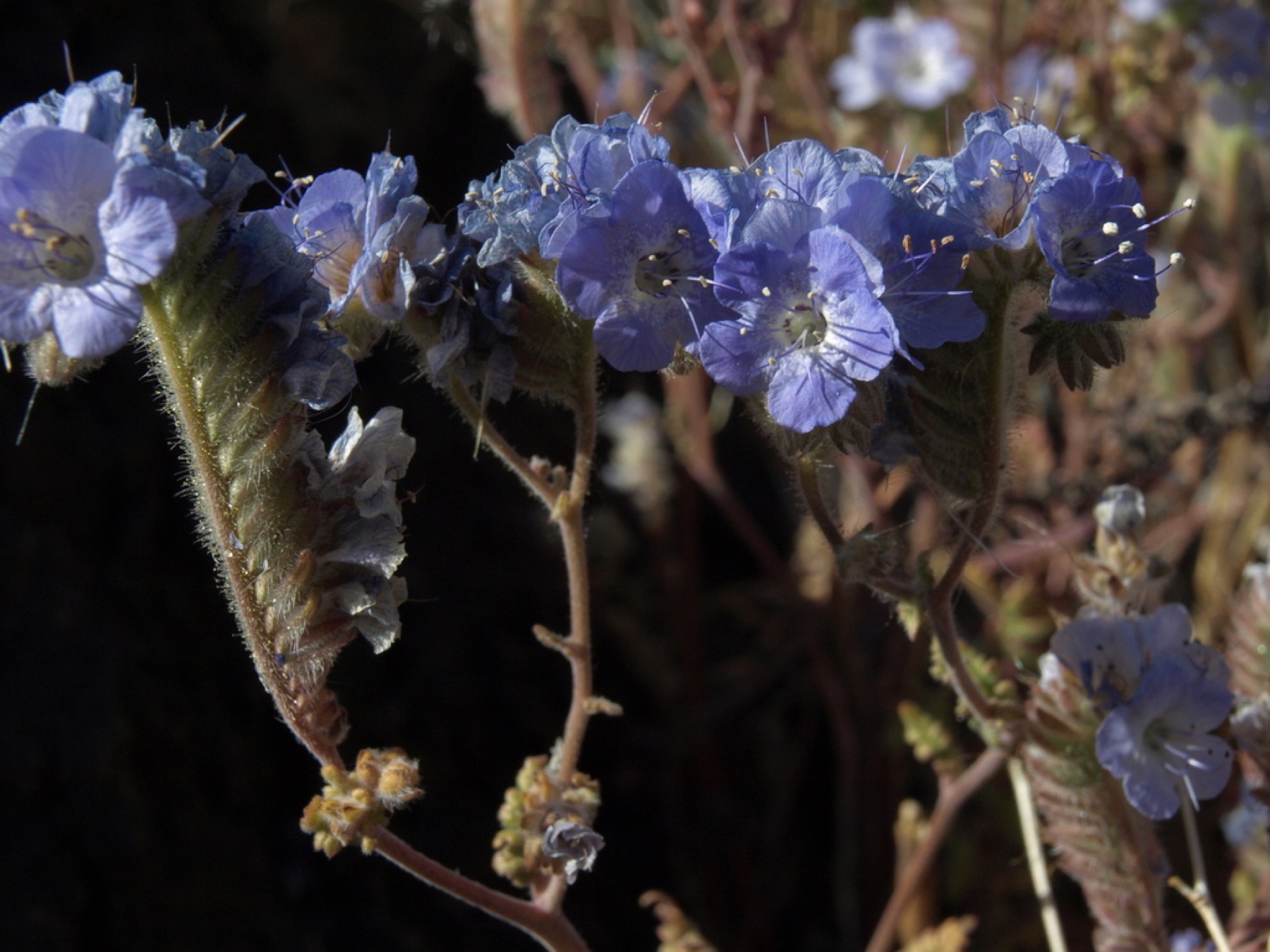 Distant Phacelia — photo 4