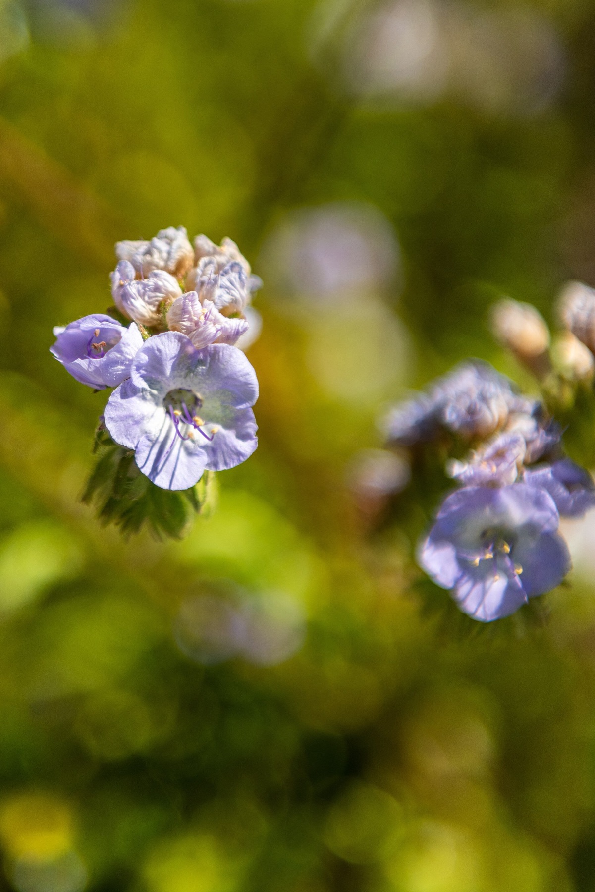 Distant Phacelia — photo 5
