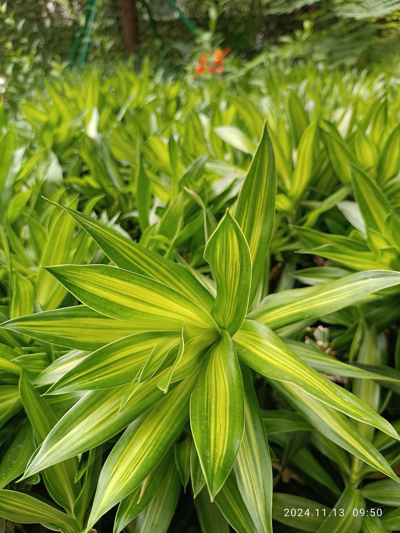Dracaena Marginata — photo 6