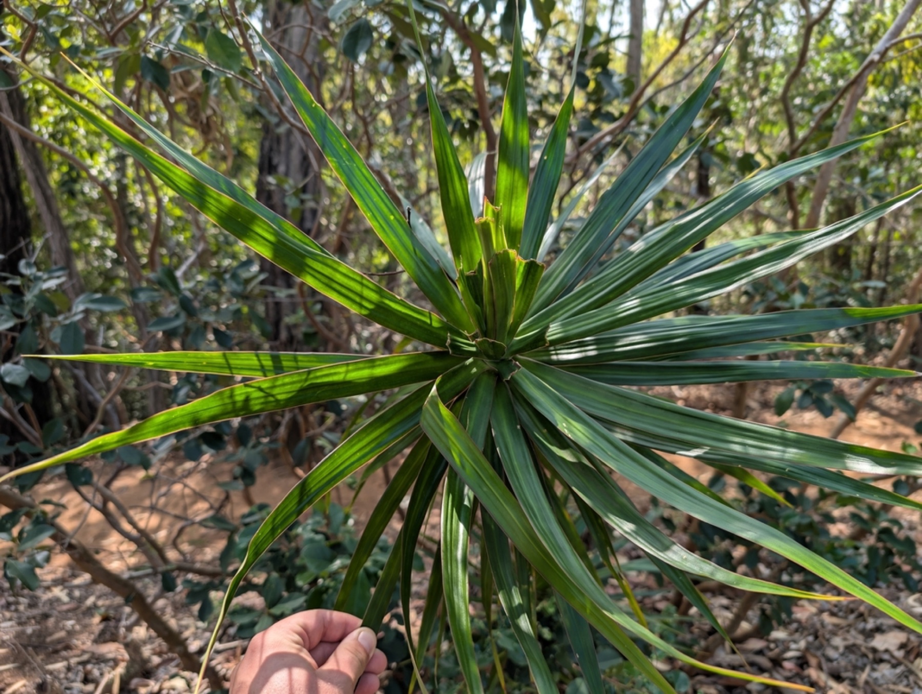 Dracaena Marginata — photo 7