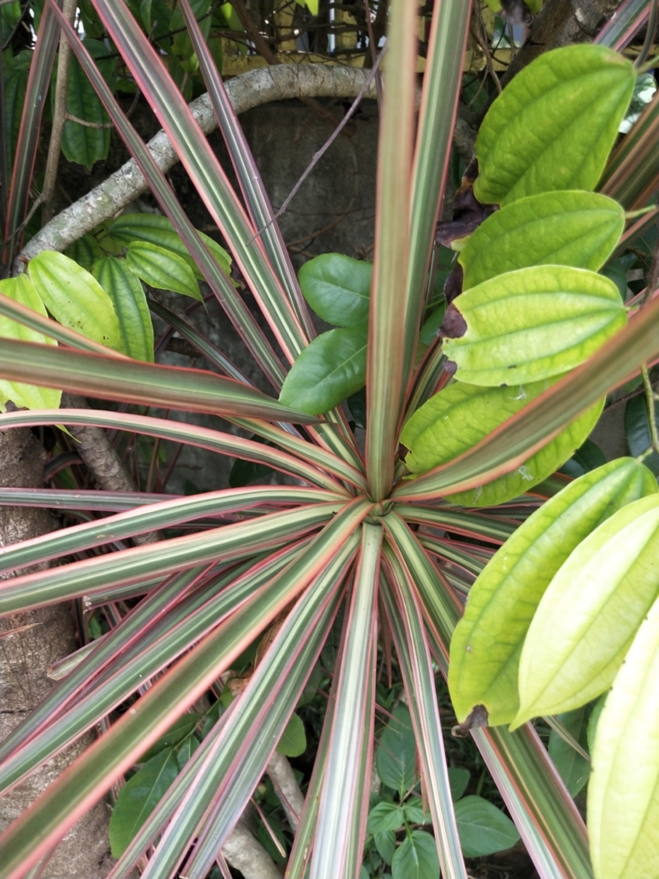 Dracaena Marginata — photo 8