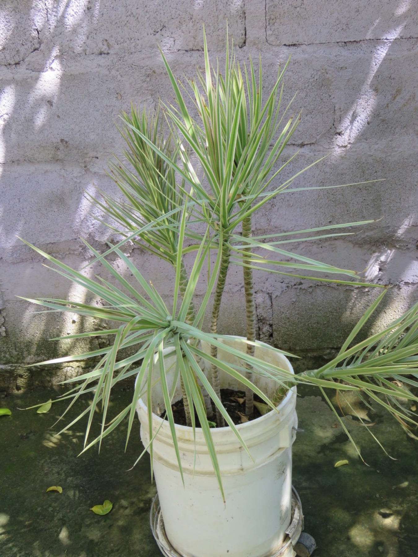 Dracaena Marginata — photo 9