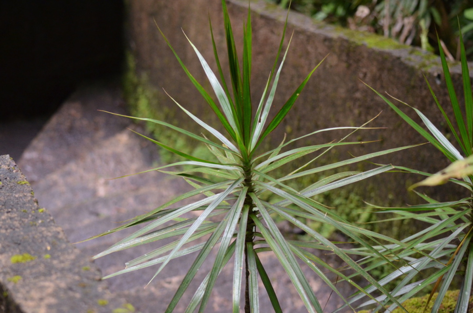 Dracaena Marginata — photo 10