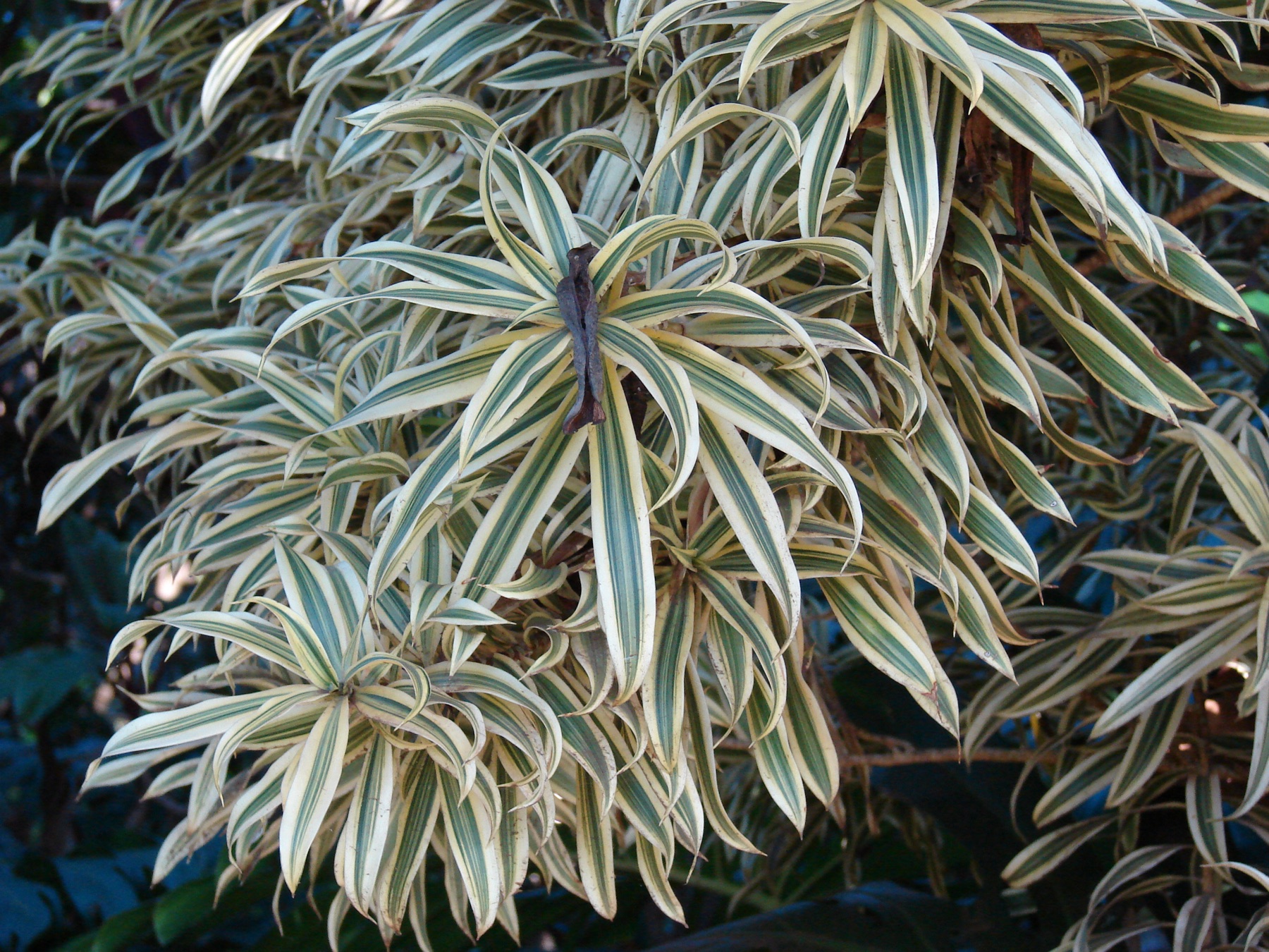 Dracaena Marginata — photo 11