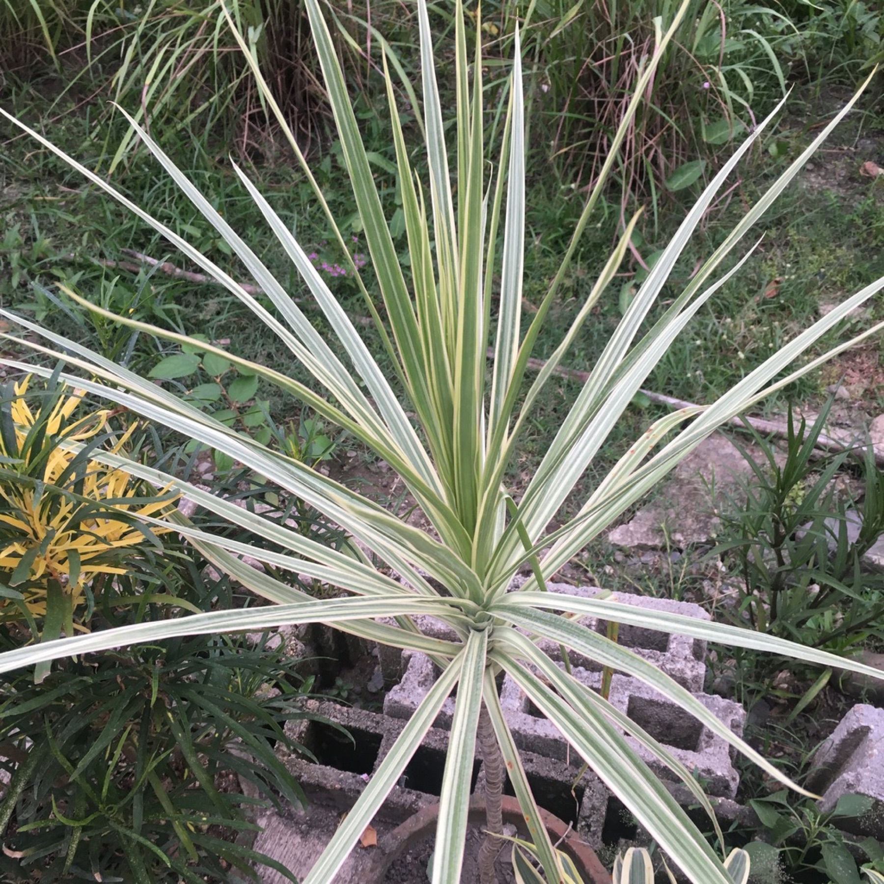 Dracaena Marginata — photo 12