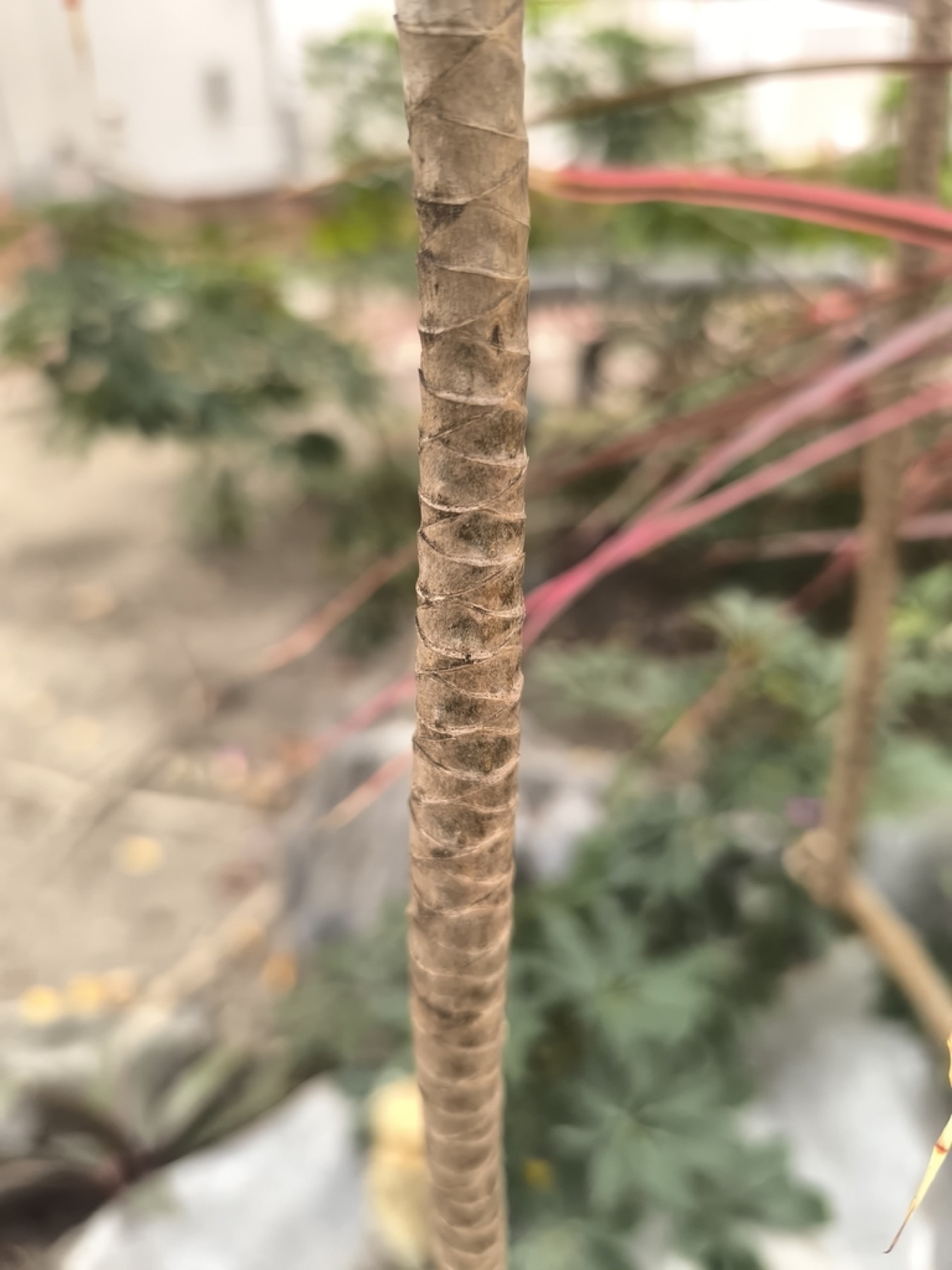 Dracaena Marginata — photo 13