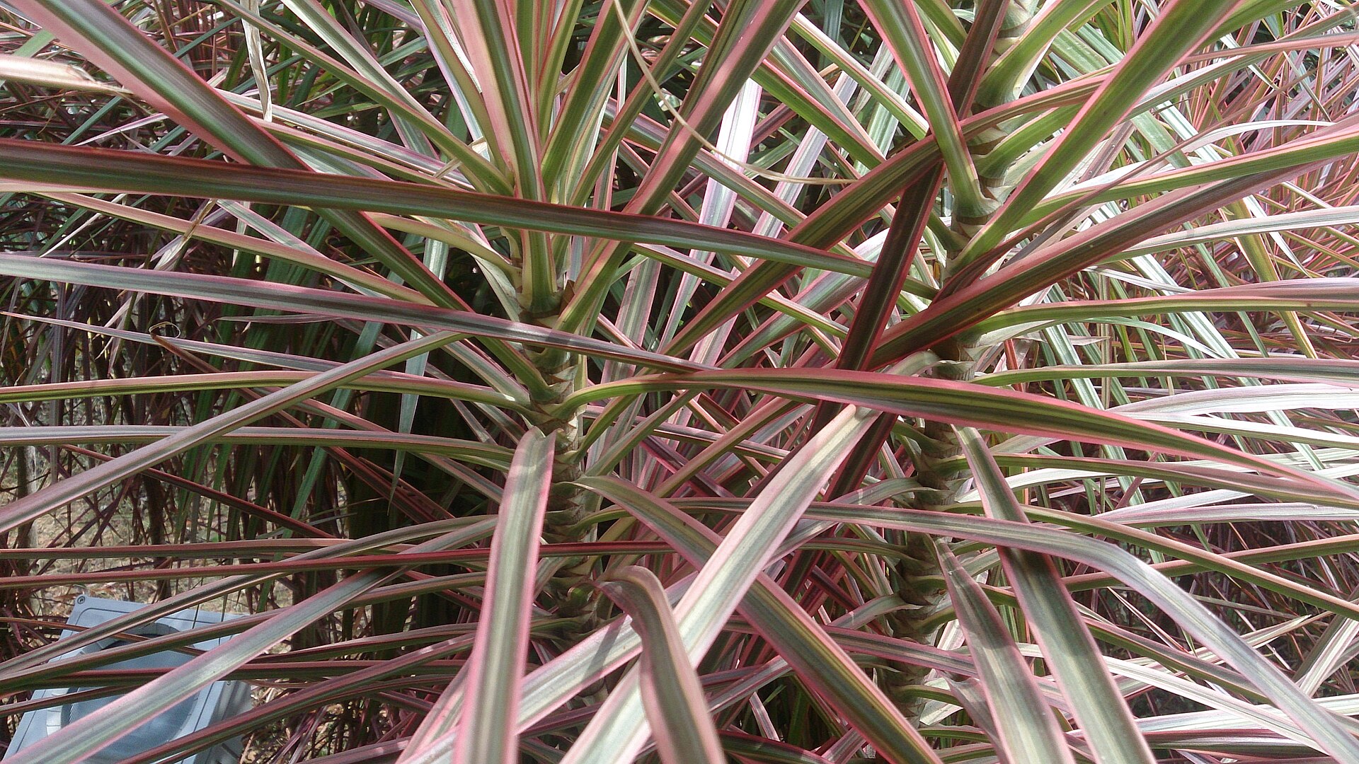 Dracaena Marginata — photo 15