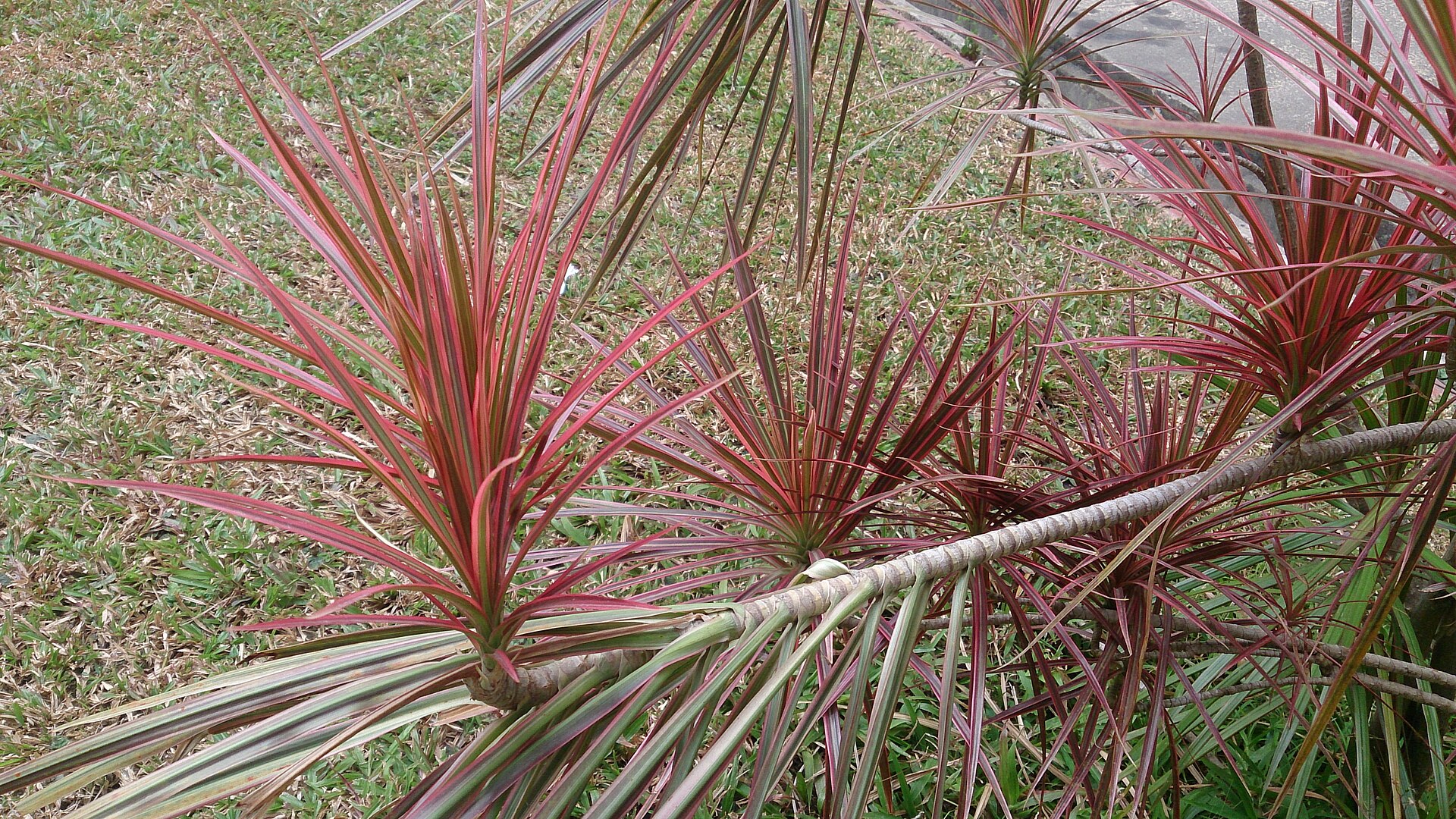 Dracaena Marginata — photo 16