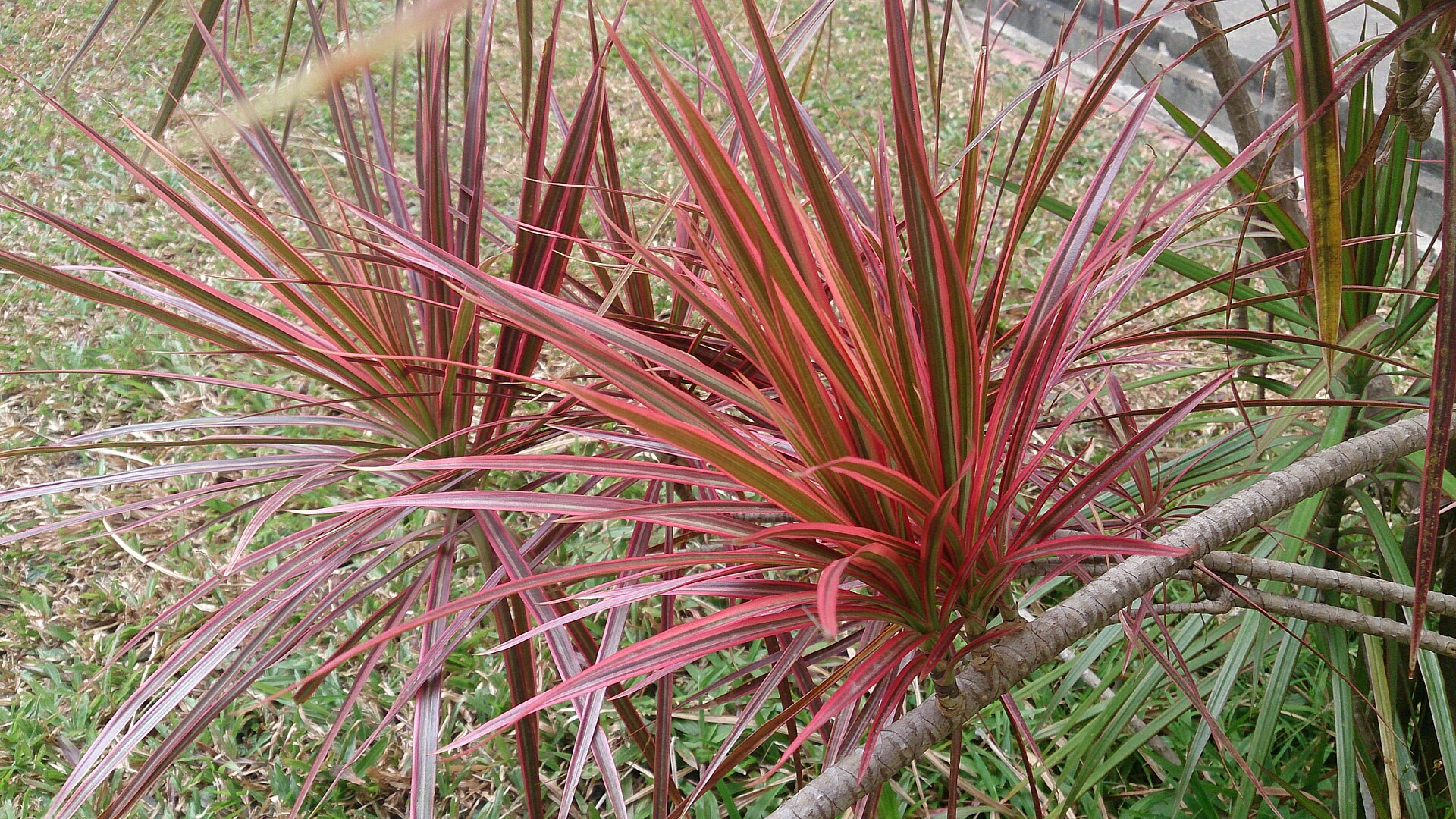 Dracaena Marginata — photo 17