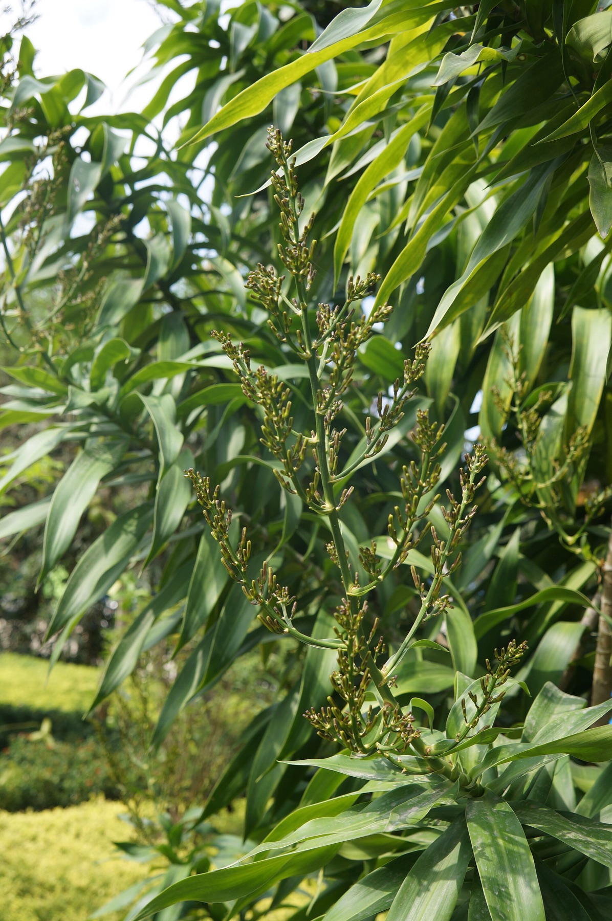 Dracaena Marginata — photo 1