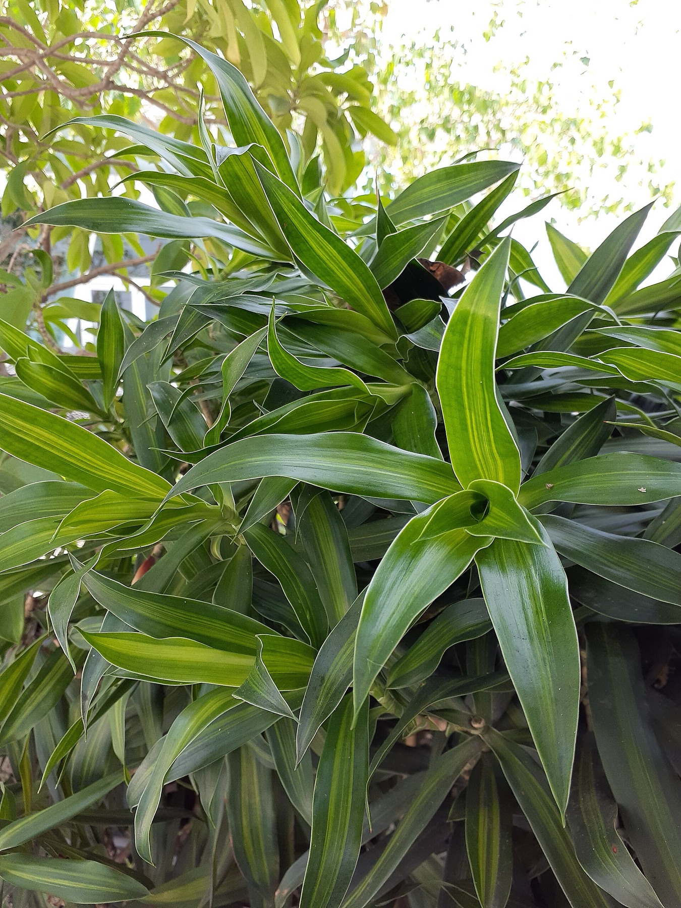 Dracaena Marginata — photo 2