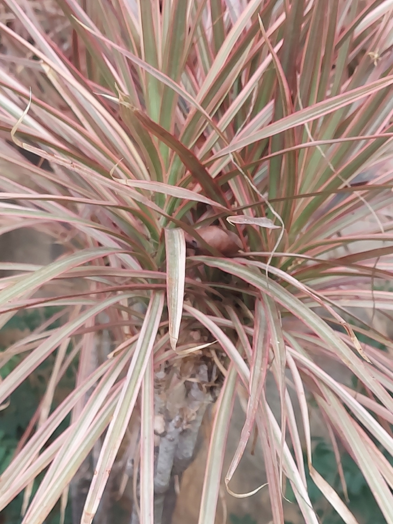 Dracaena Marginata — photo 3