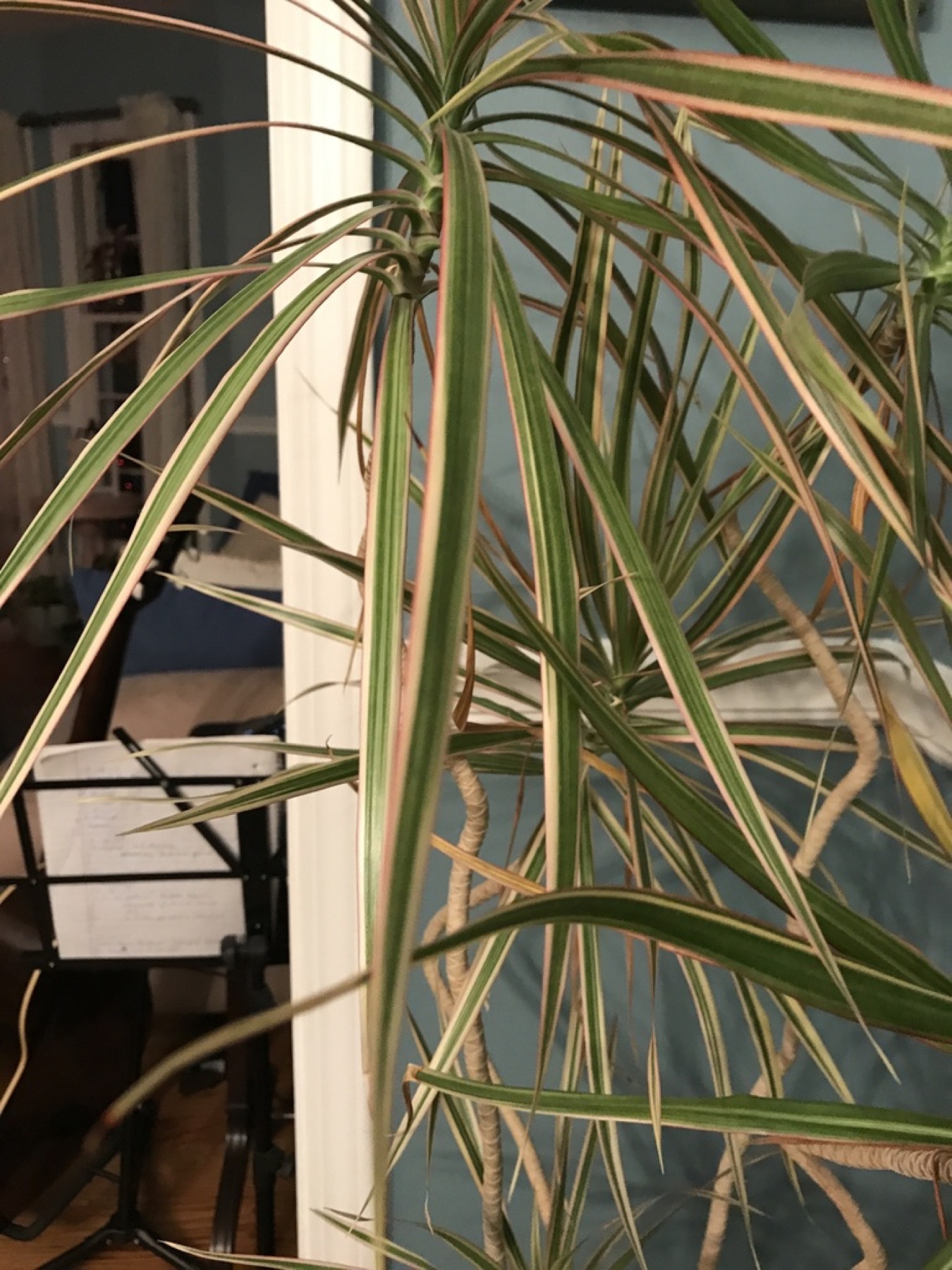 Dracaena Marginata — photo 4