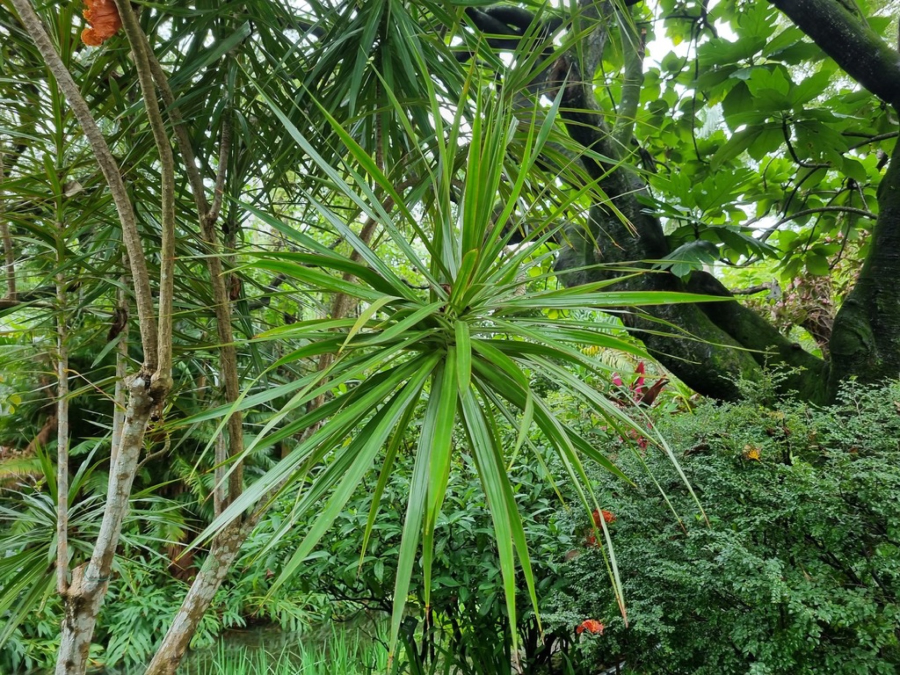 Dracaena Marginata — photo 5
