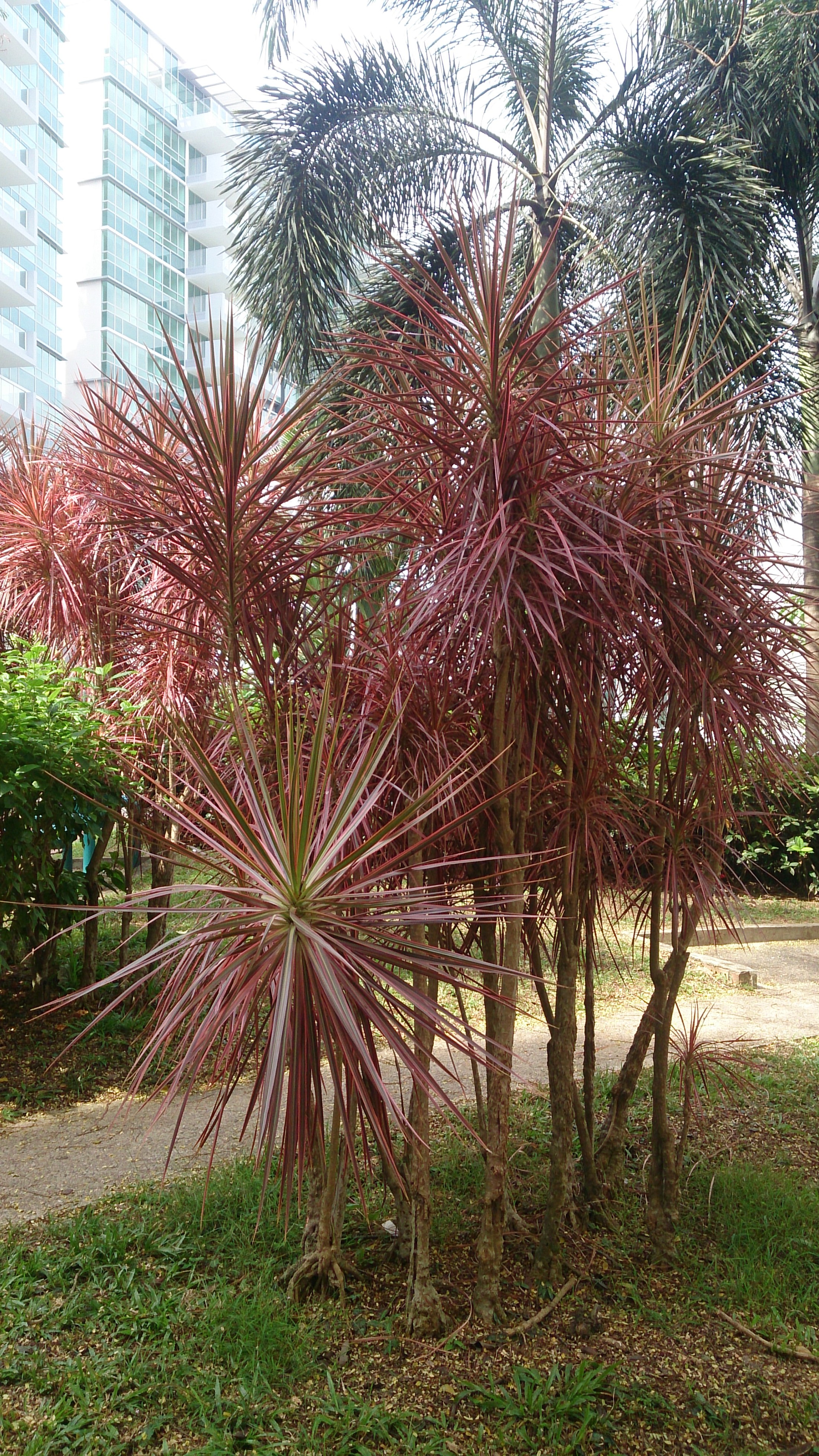 Dracaena Marginata — photo 14
