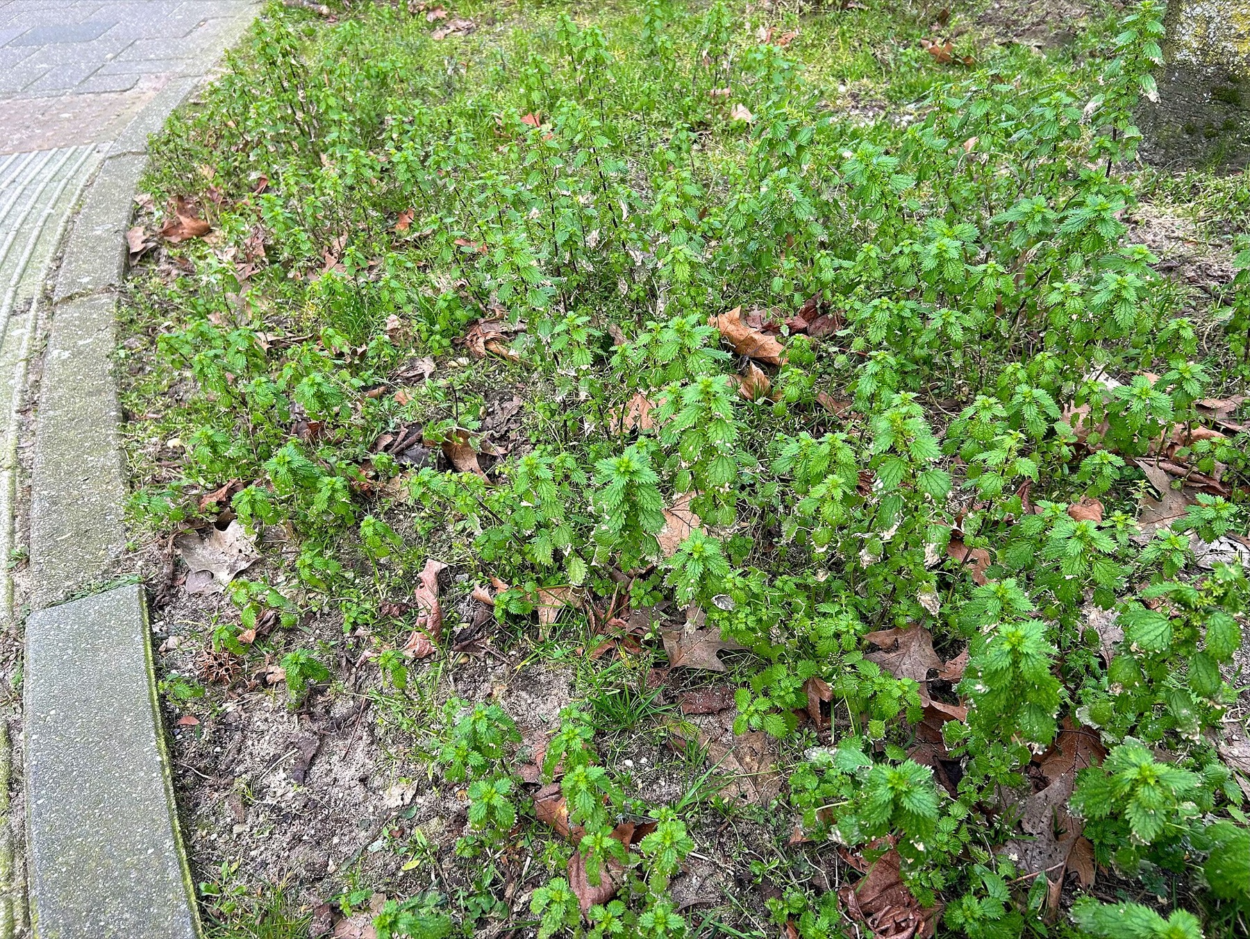 Dwarf Nettle — photo 6