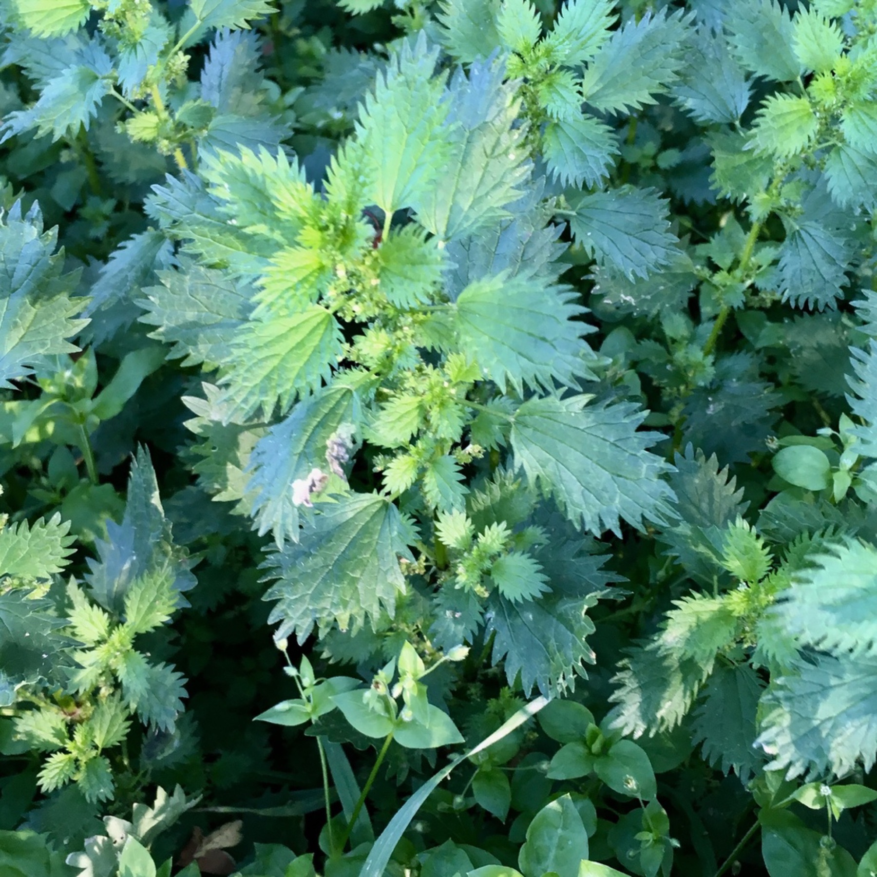 Dwarf Nettle — photo 7