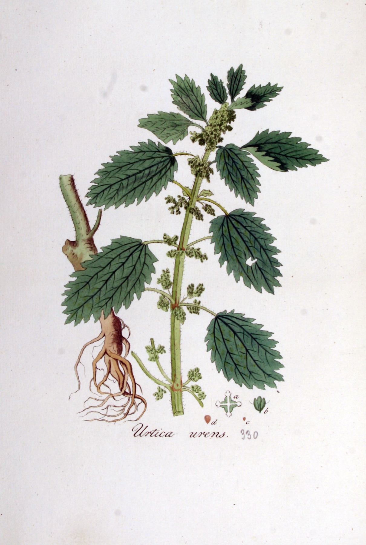 Dwarf Nettle — photo 8