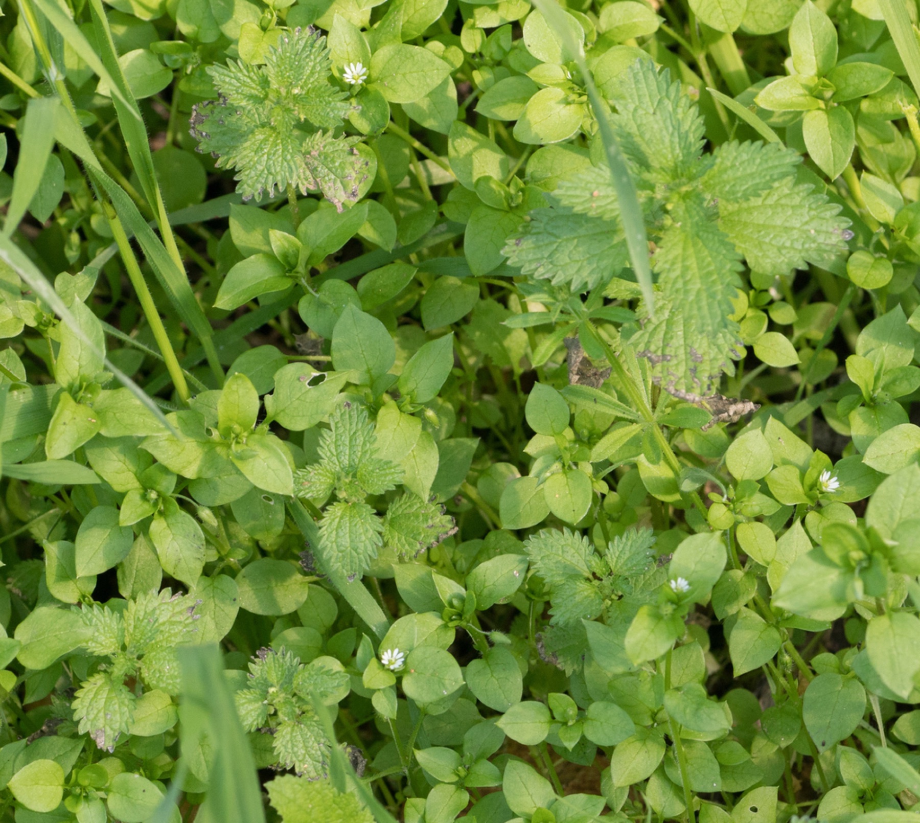 Dwarf Nettle — photo 9