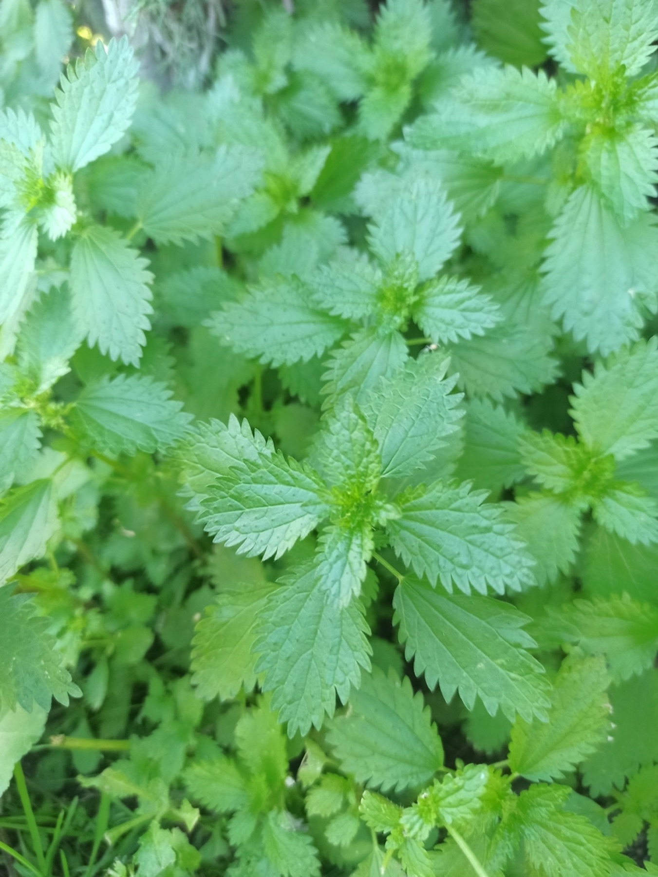 Dwarf Nettle — photo 10