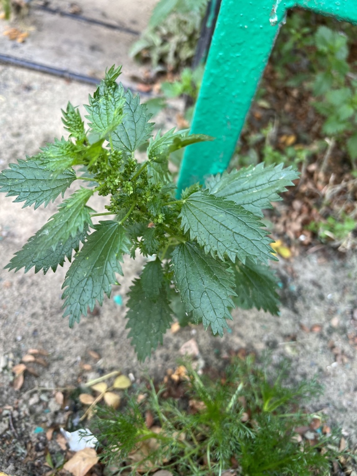 Dwarf Nettle — photo 11