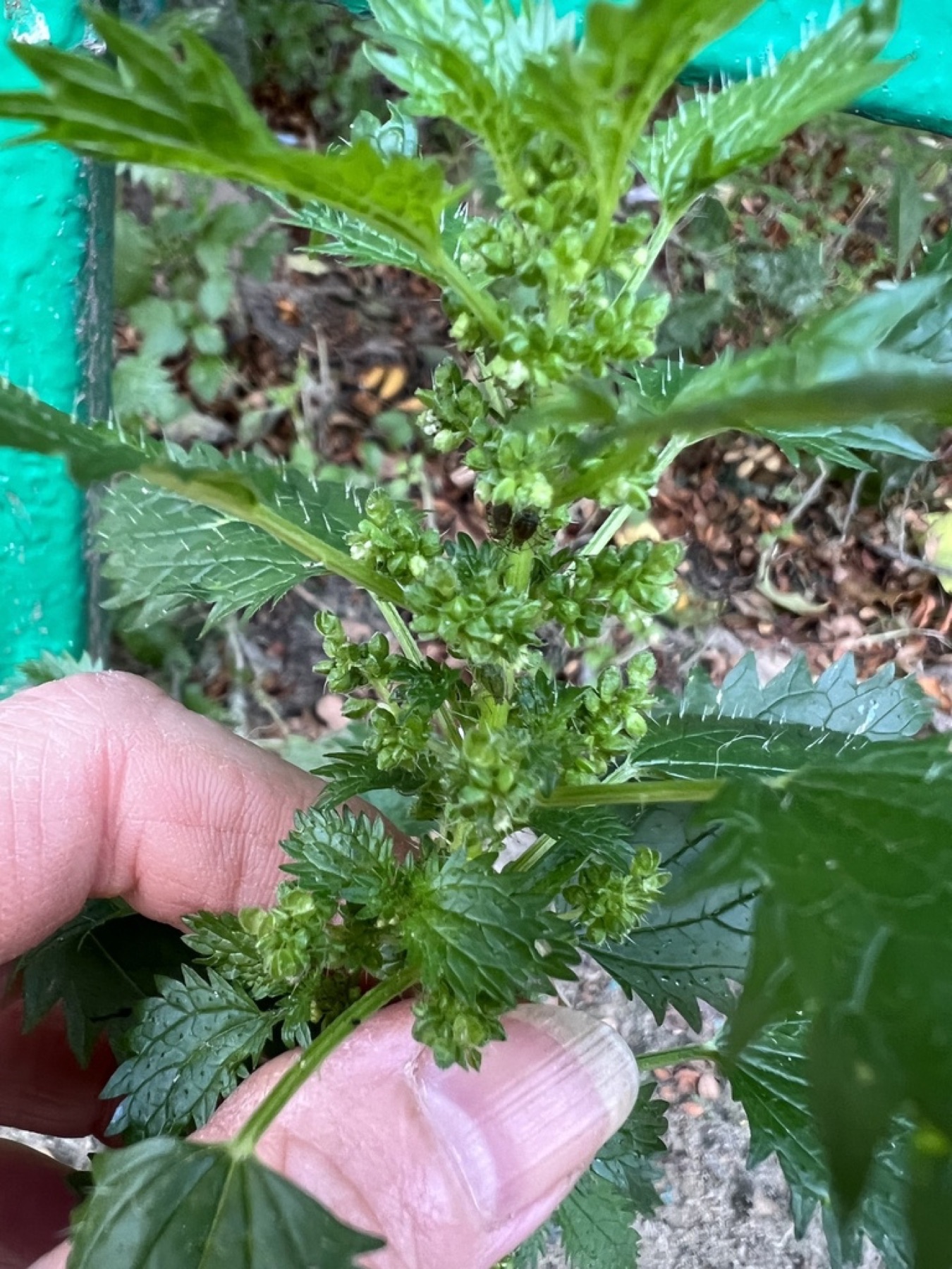 Dwarf Nettle — photo 12