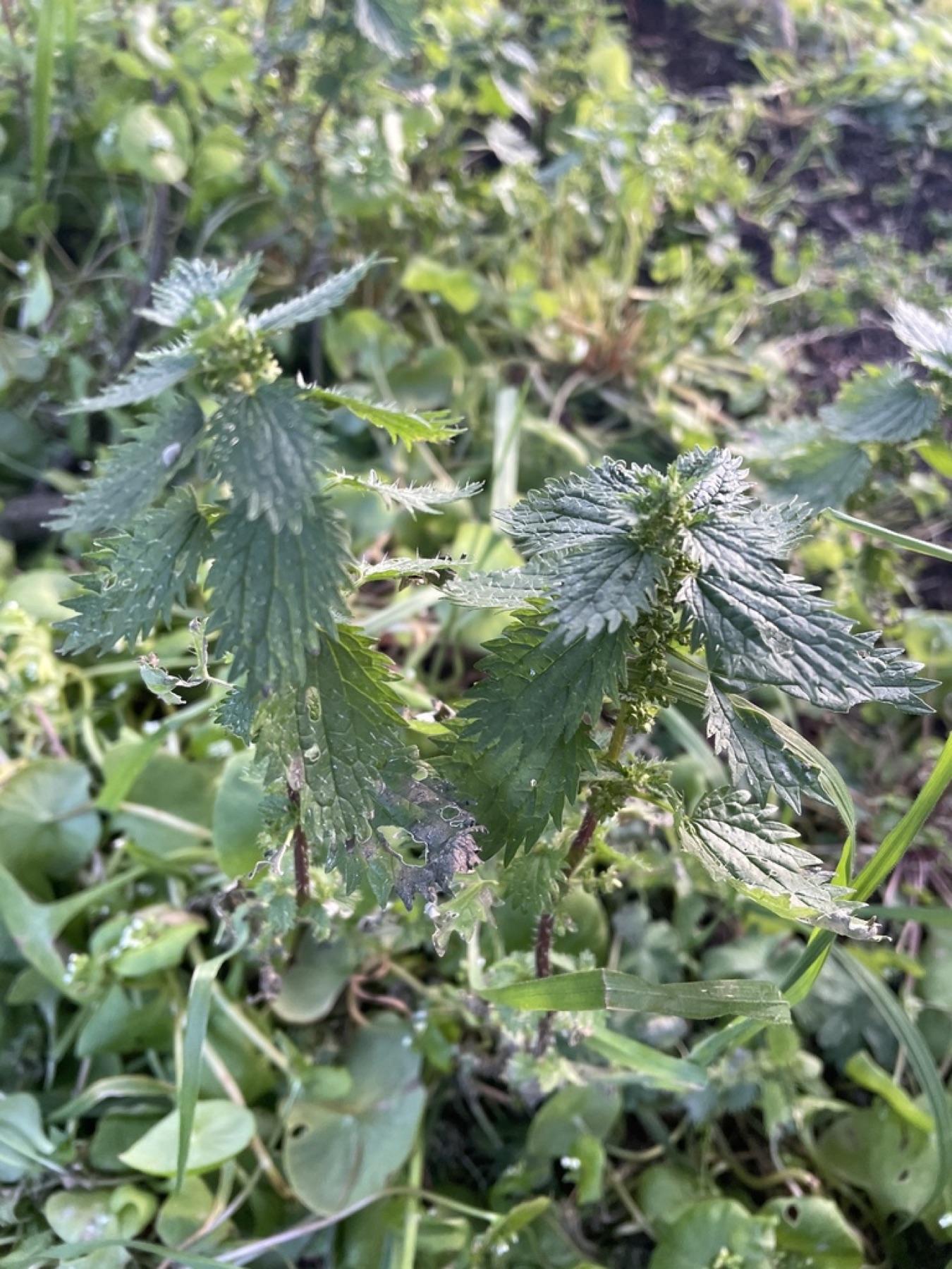 Dwarf Nettle — photo 13