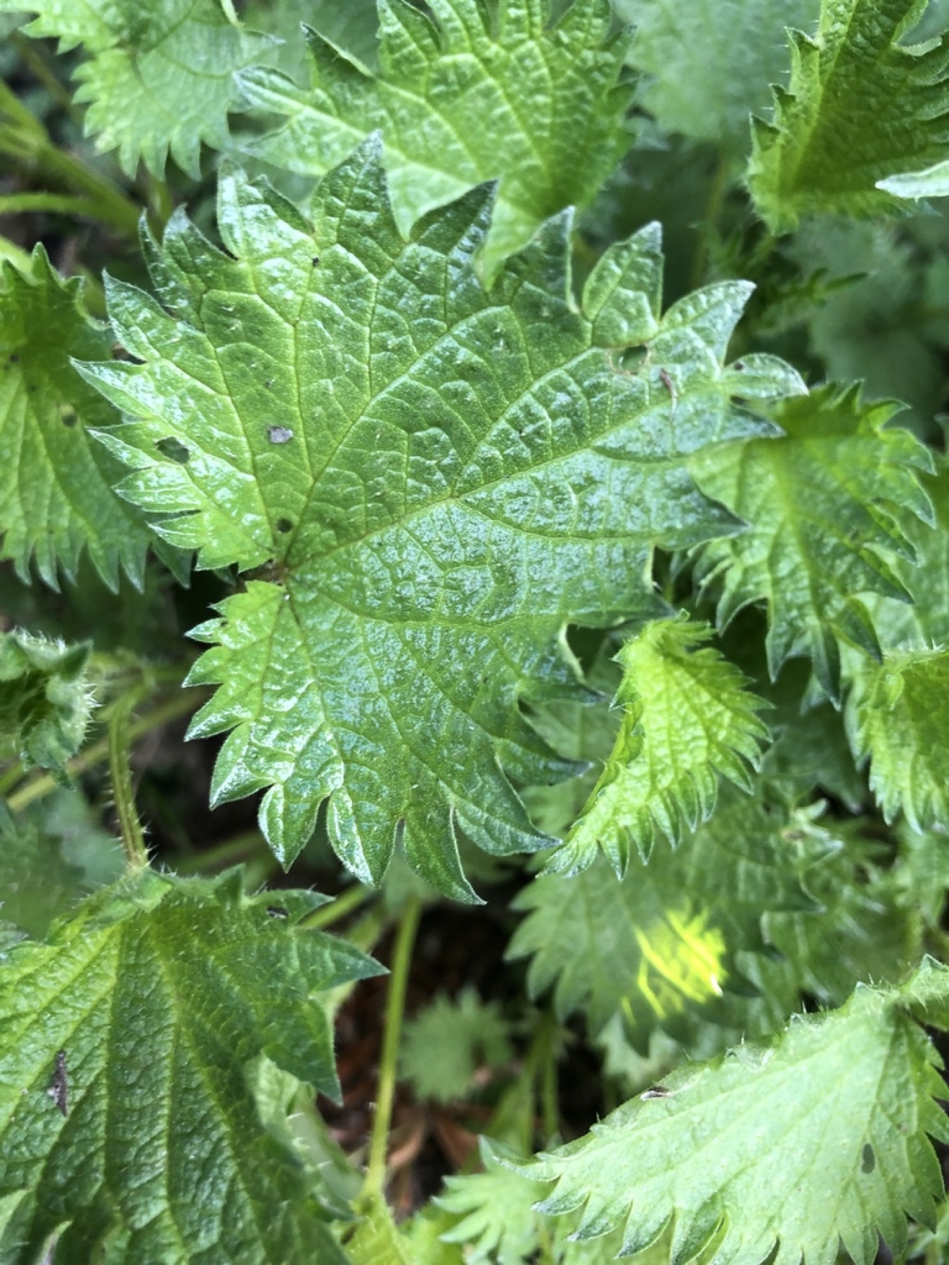 Dwarf Nettle — photo 14