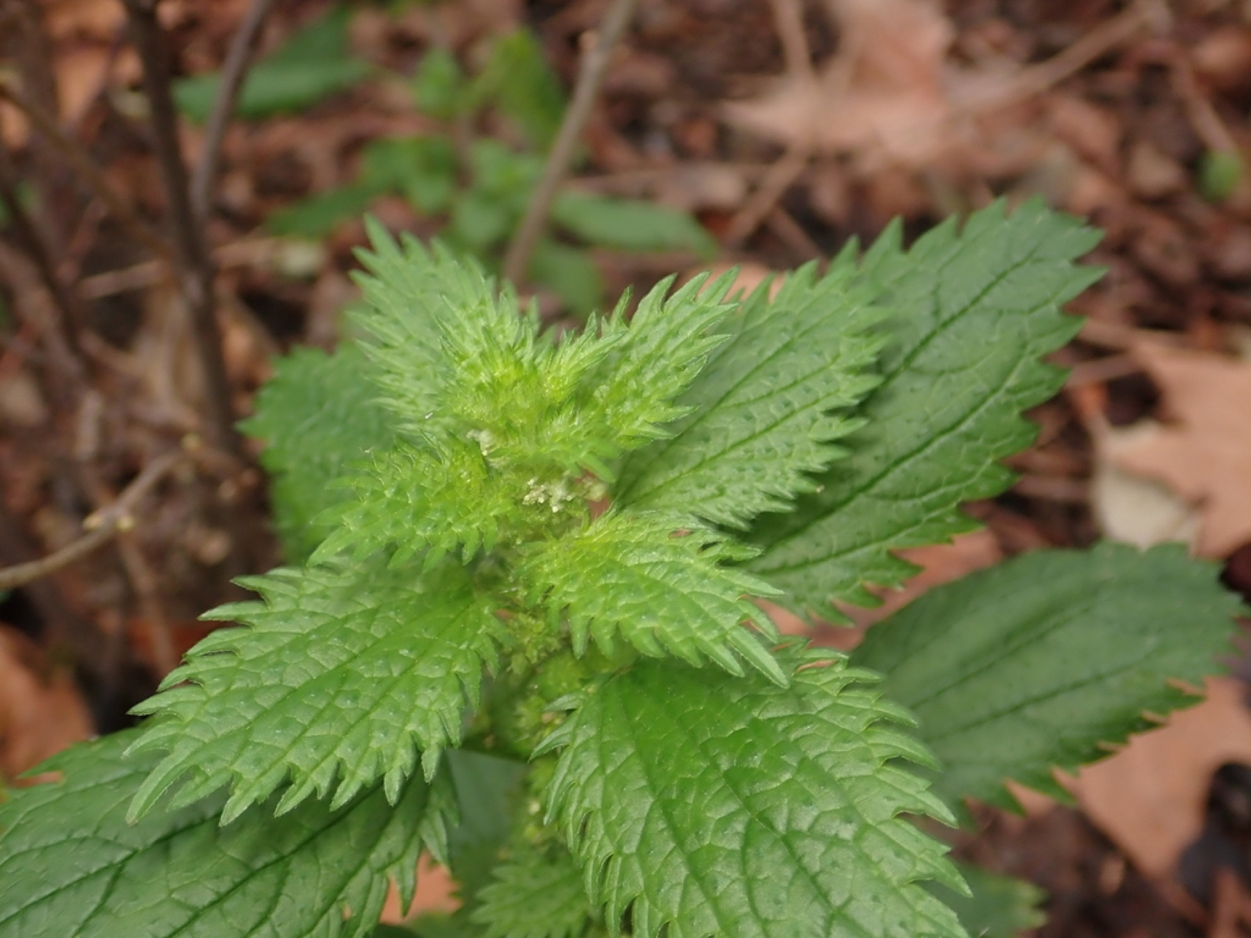 Dwarf Nettle — photo 15