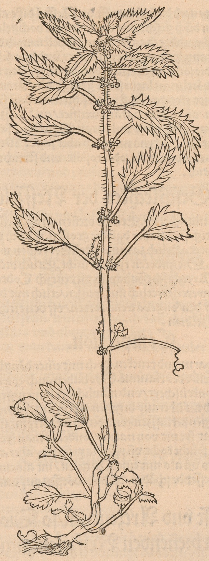 Dwarf Nettle — photo 16