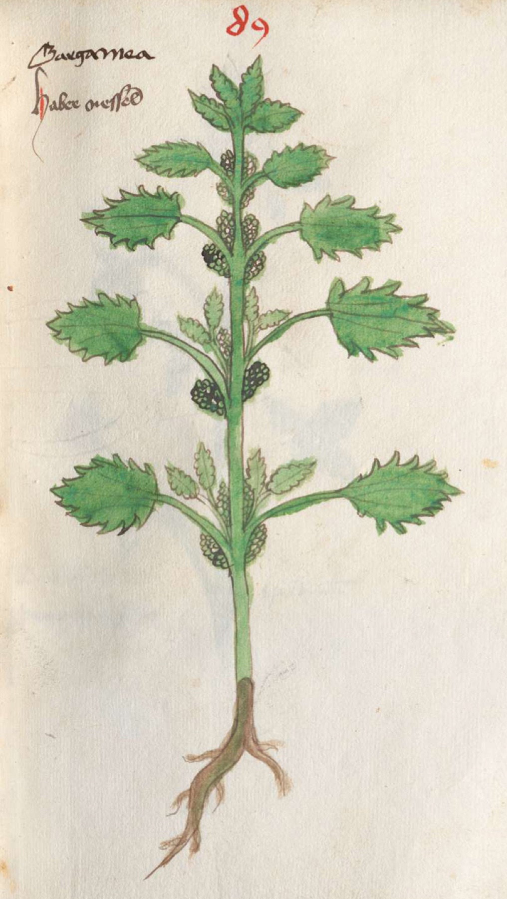 Dwarf Nettle — photo 17