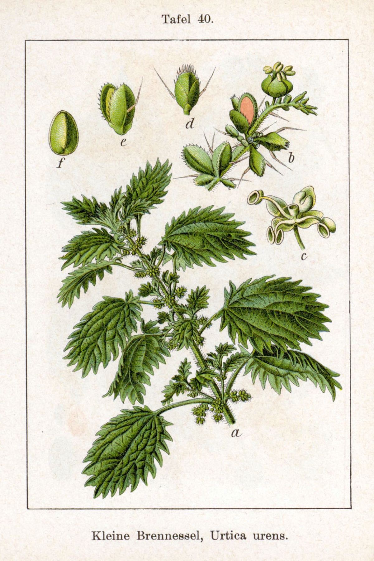 Dwarf Nettle — photo 18