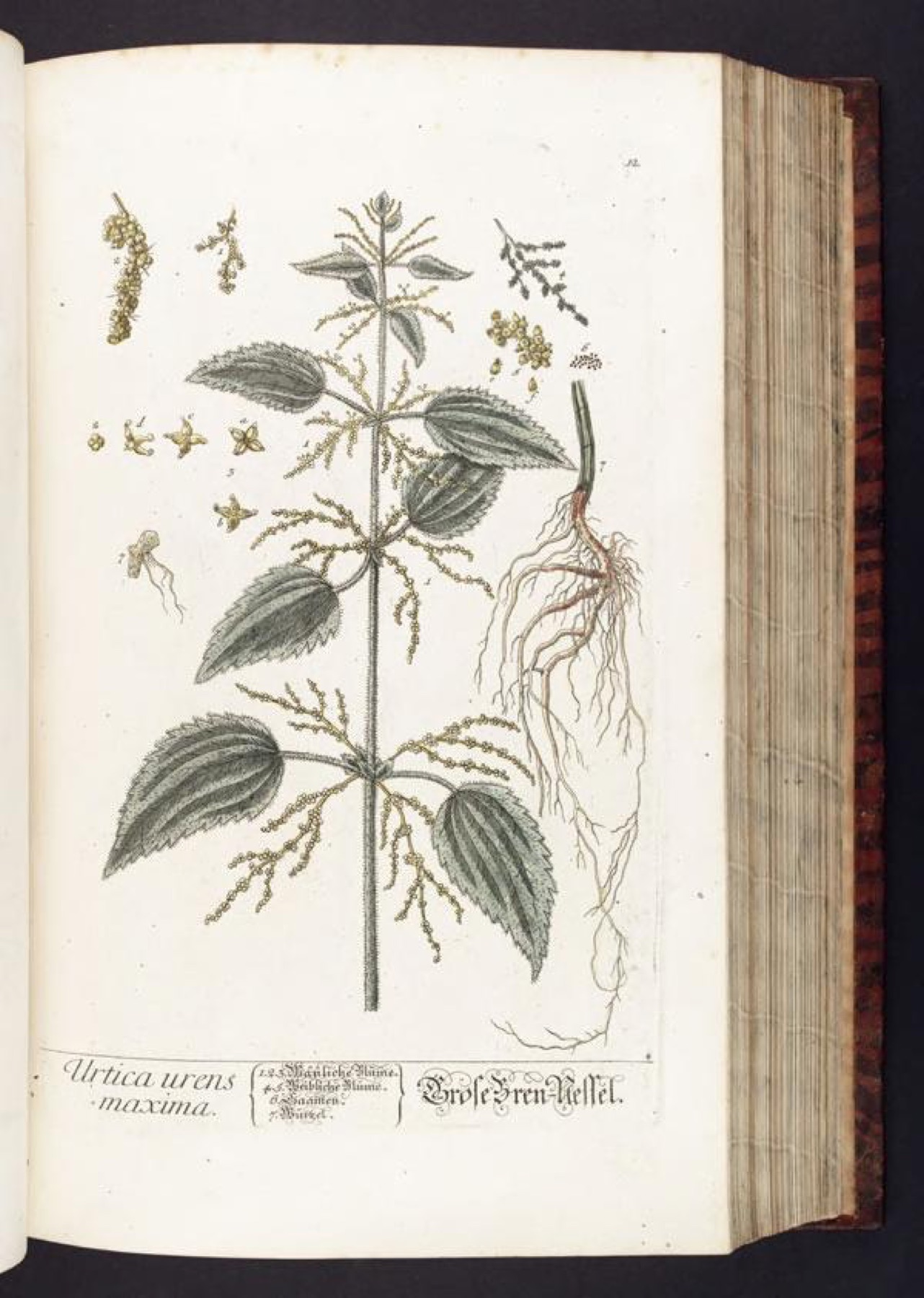 Dwarf Nettle — photo 19
