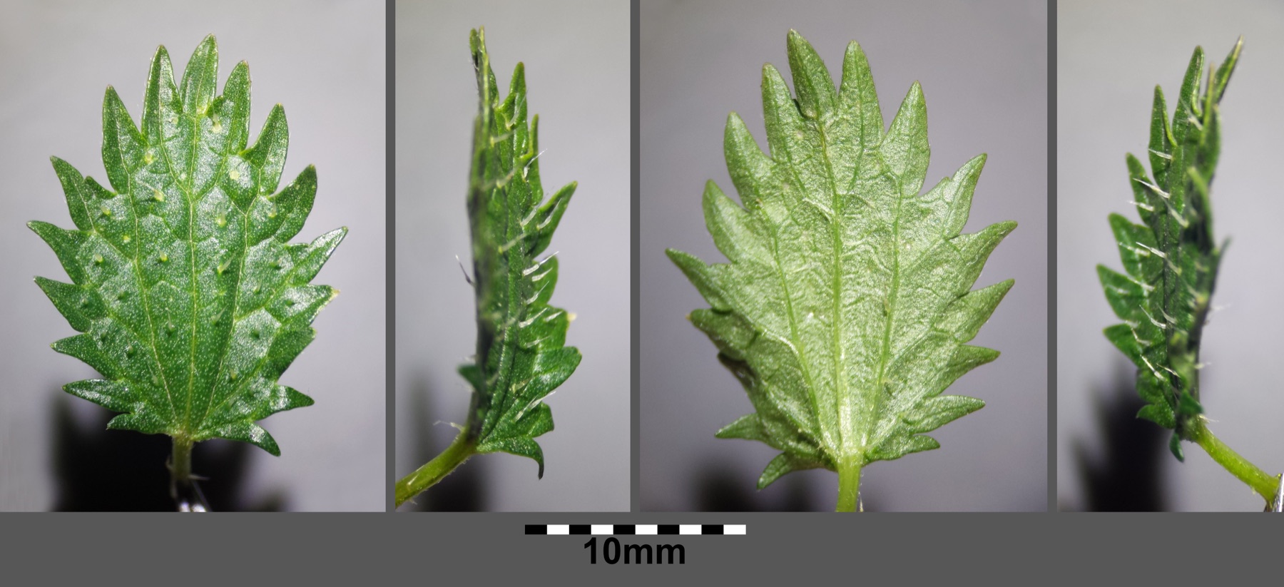 Dwarf Nettle — photo 20