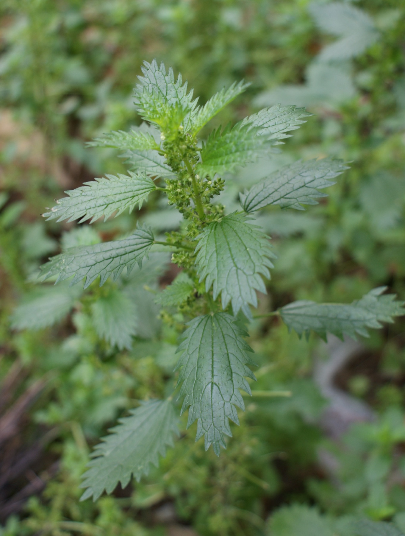 Dwarf Nettle — photo 21