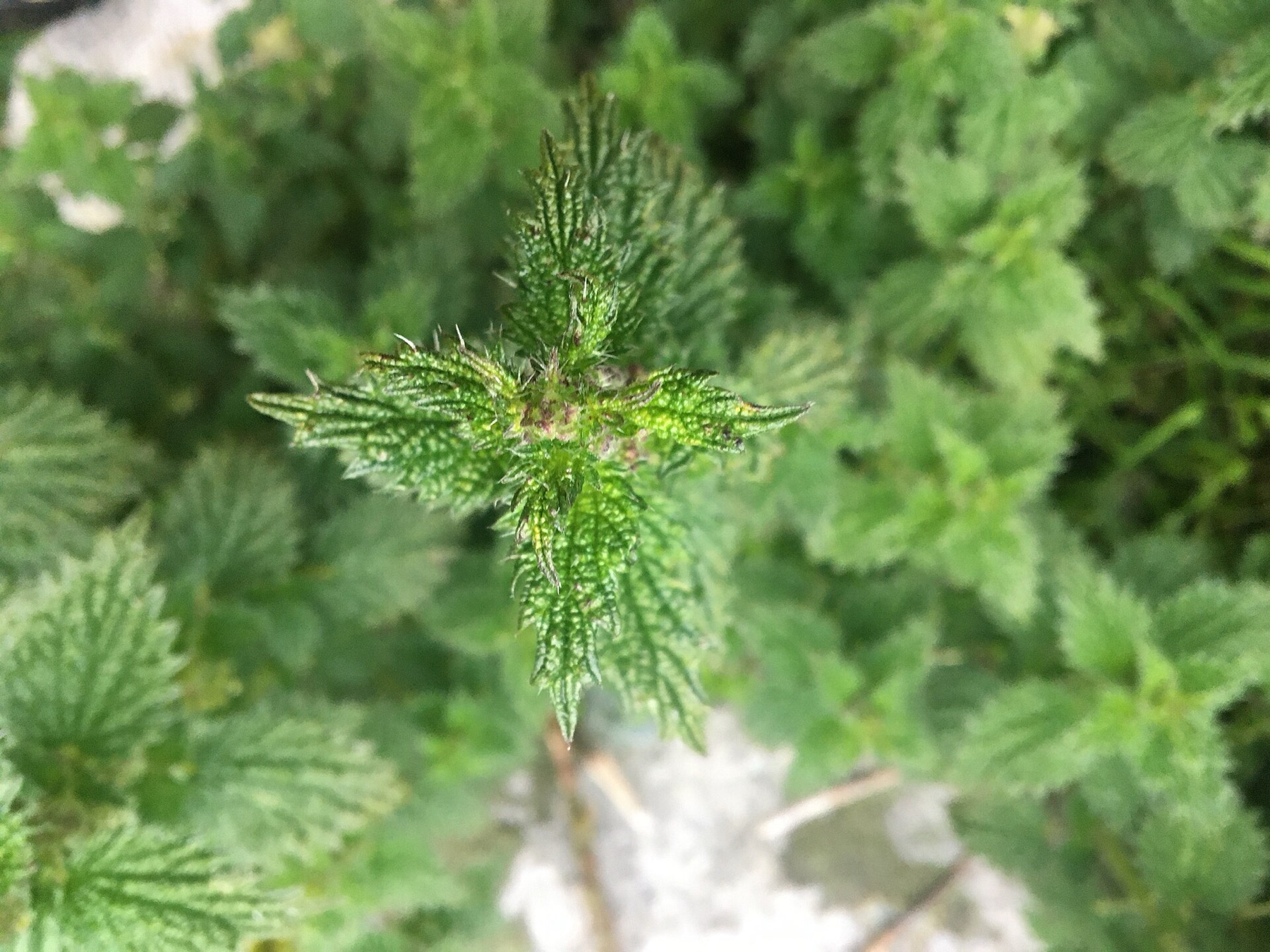 Dwarf Nettle — photo 22