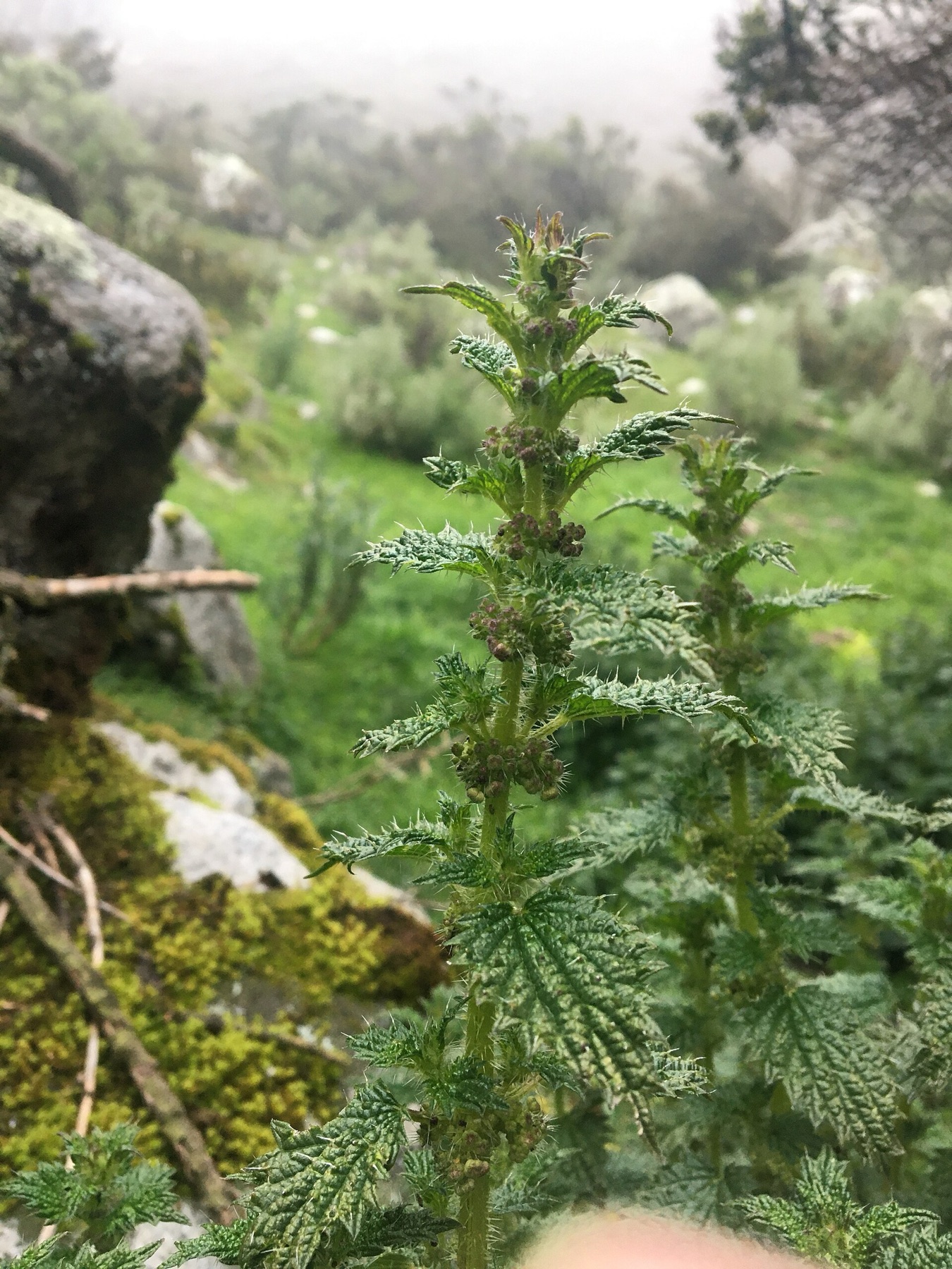 Dwarf Nettle — photo 23