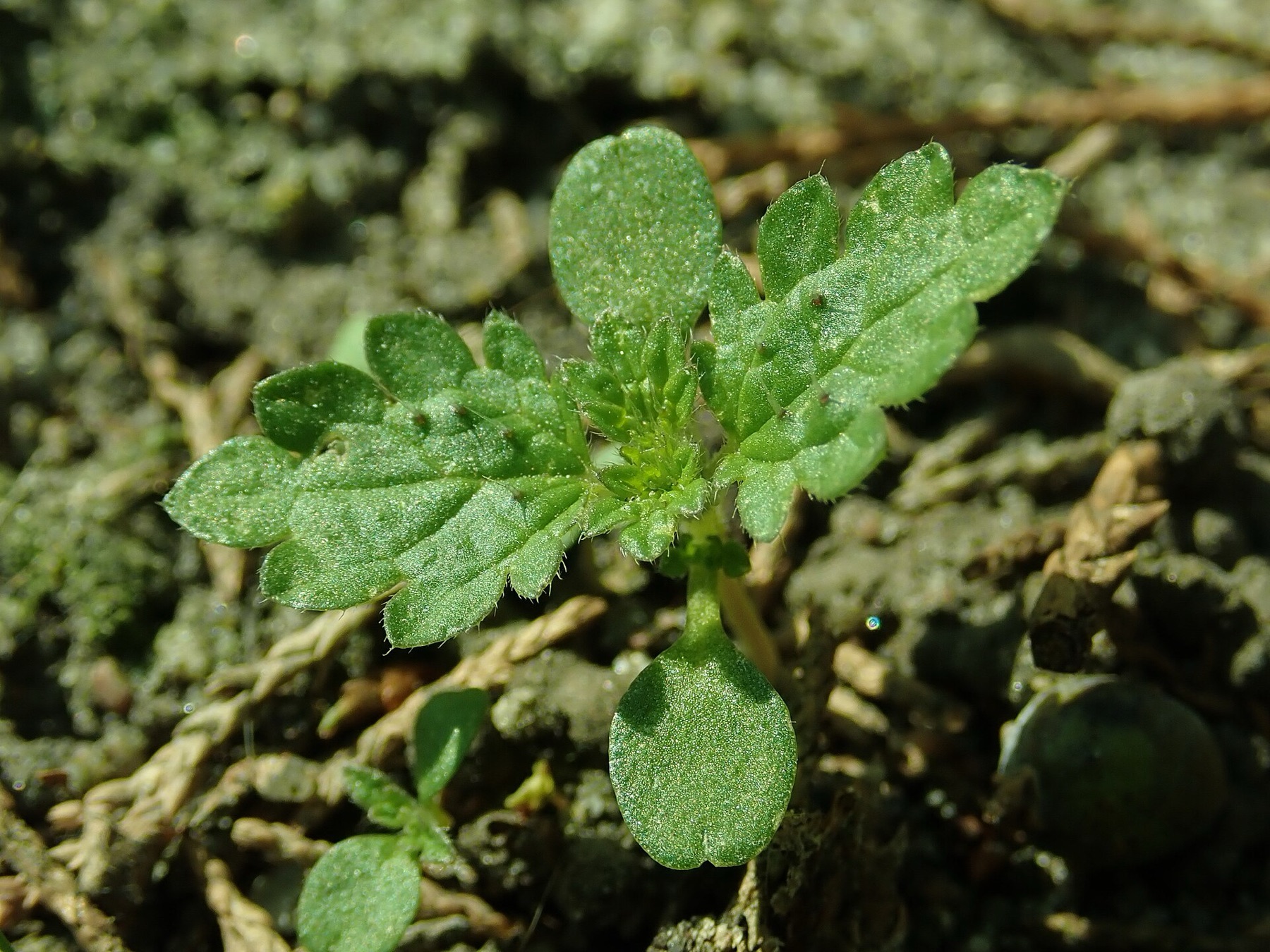 Dwarf Nettle — photo 24