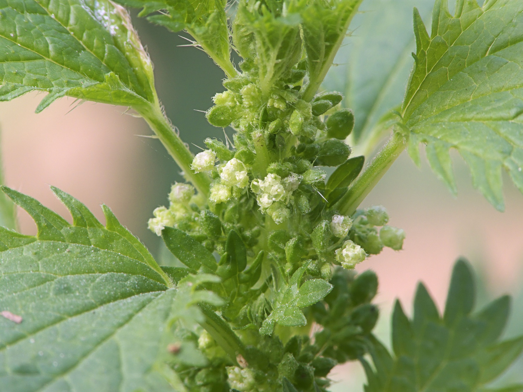 Dwarf Nettle — photo 1