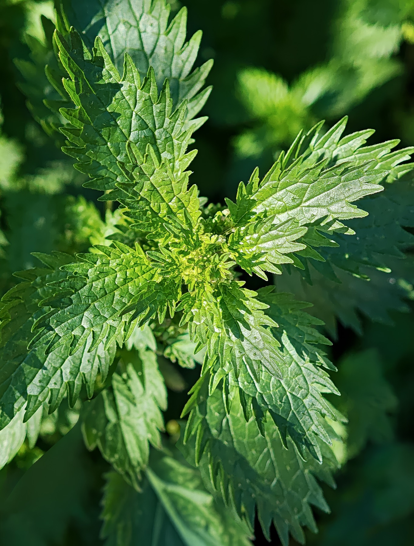 Dwarf Nettle — photo 2