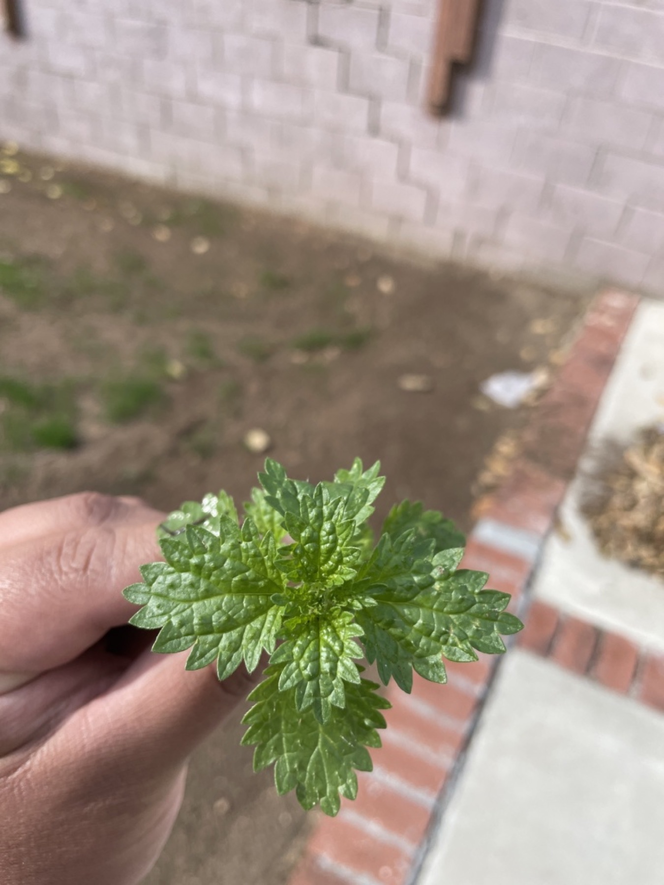 Dwarf Nettle — photo 3