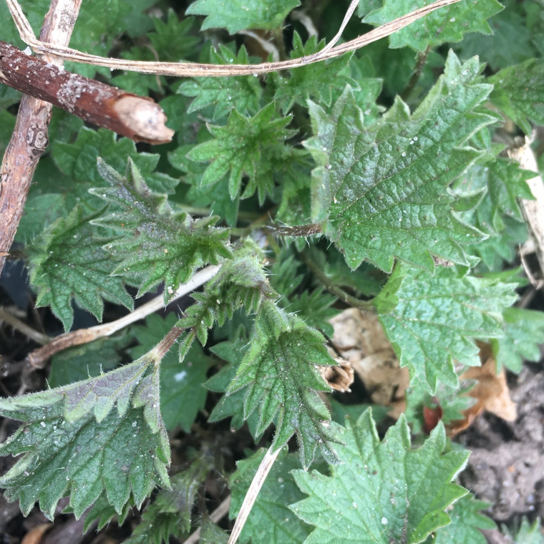 Dwarf Nettle — photo 4