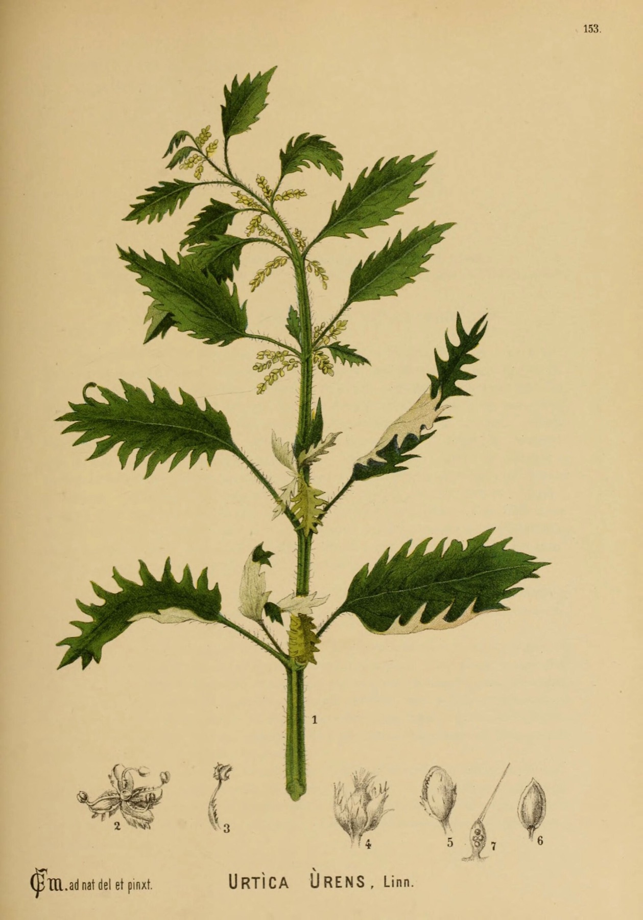 Dwarf Nettle — photo 5