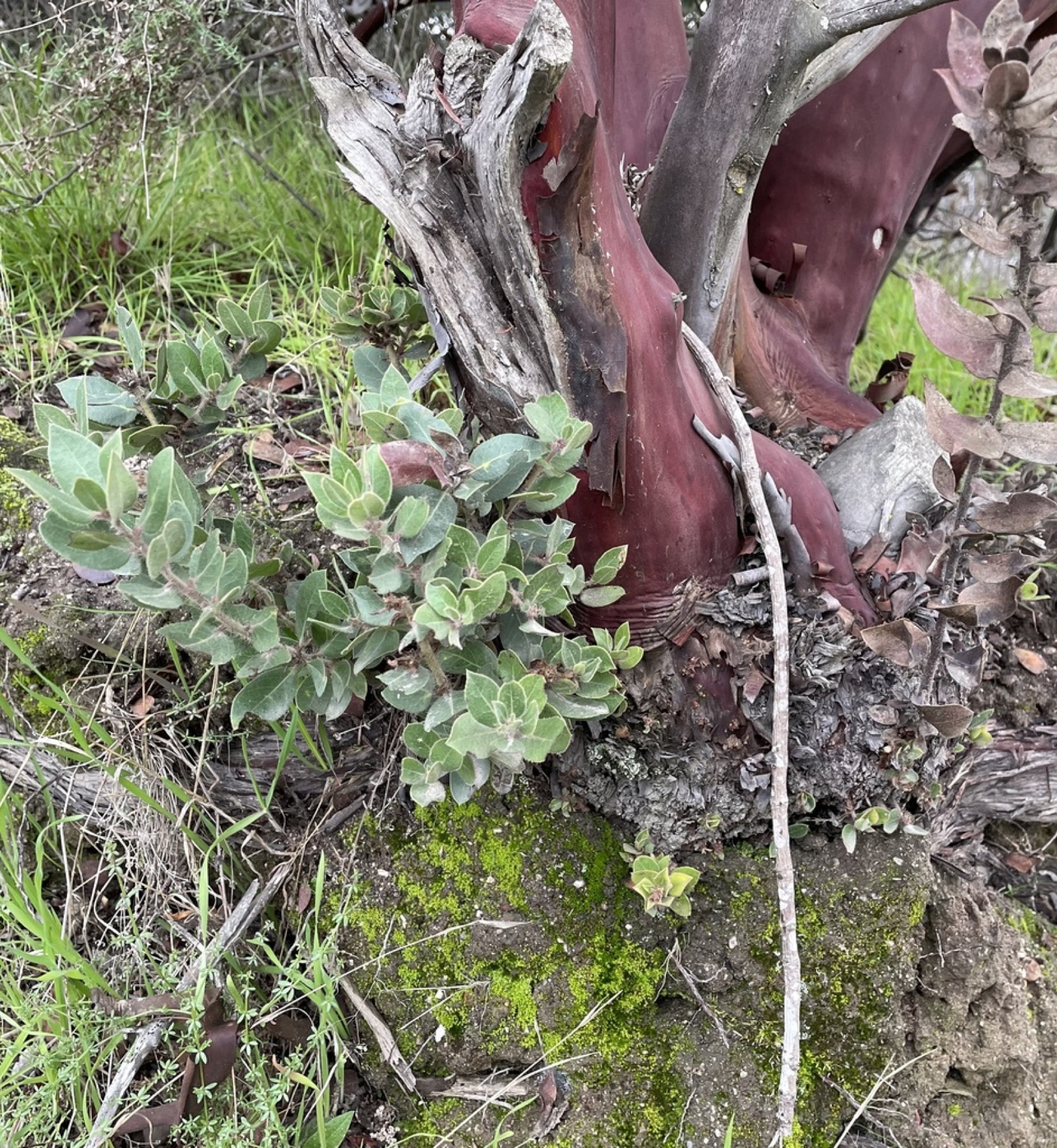 Eastwood's Manzanita — photo 6